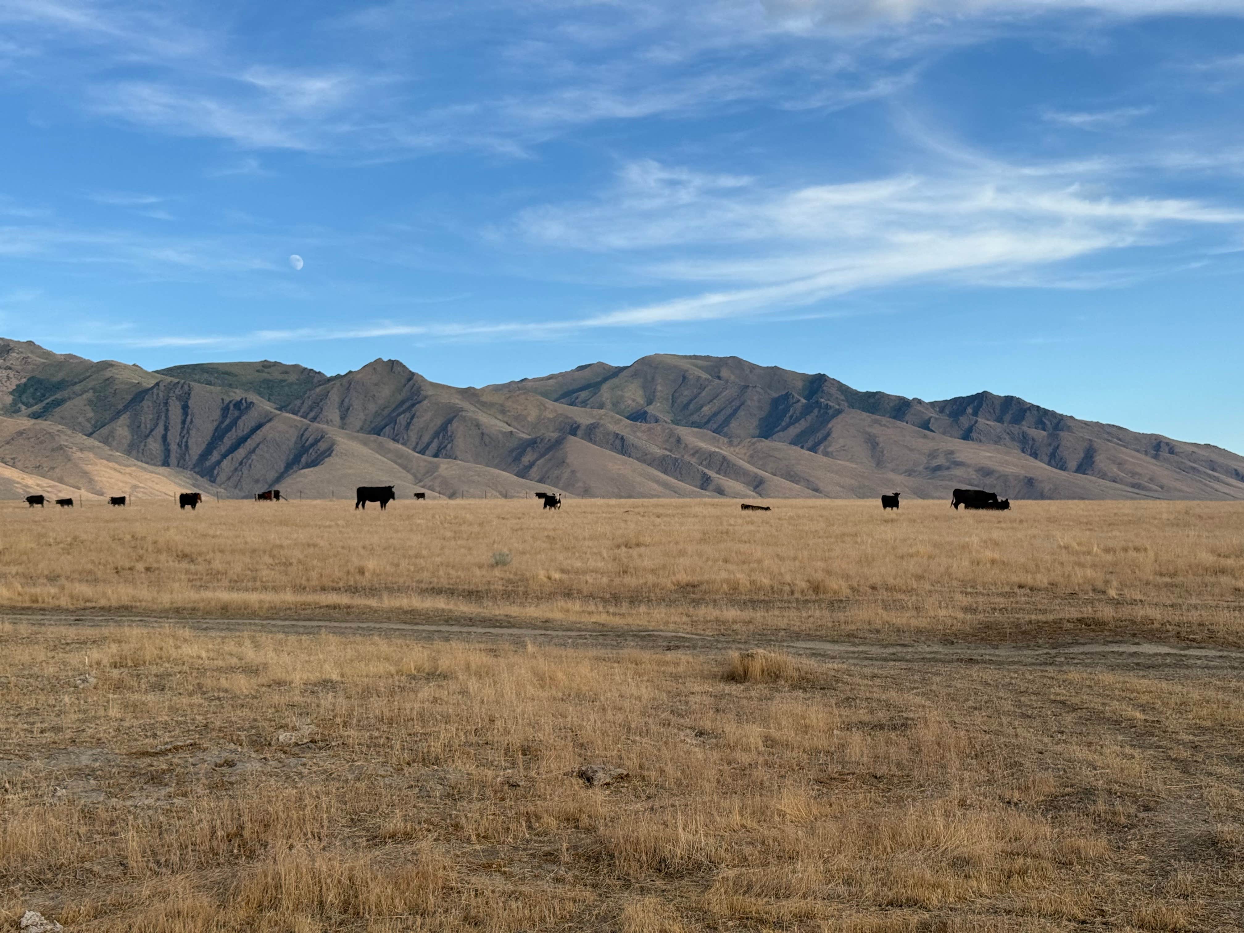 Camper submitted image from Orovada Dispersed - 5
