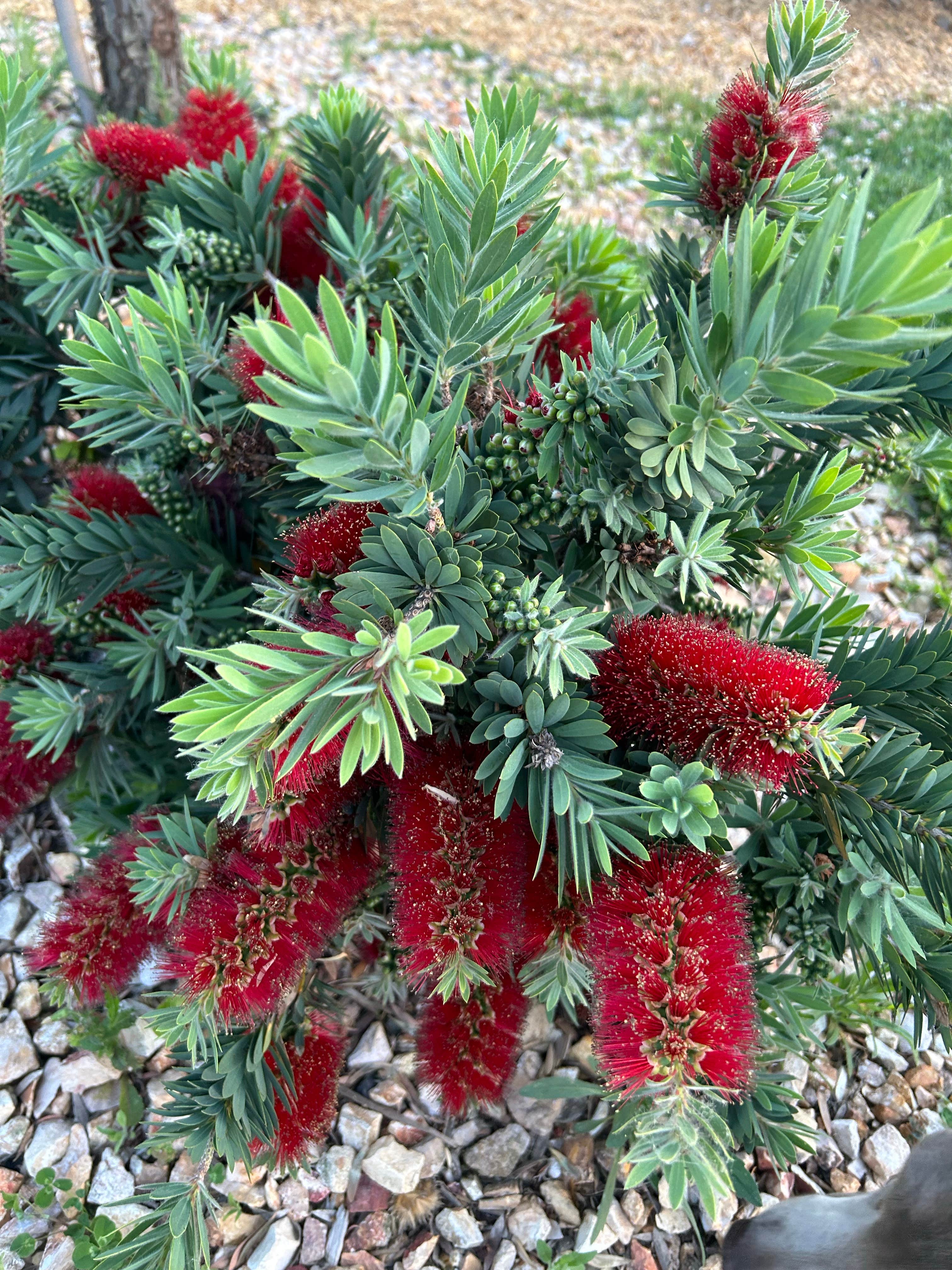 Camper-submitted photo at Oroville-Feather Falls Casino KOA near Gridley, CA