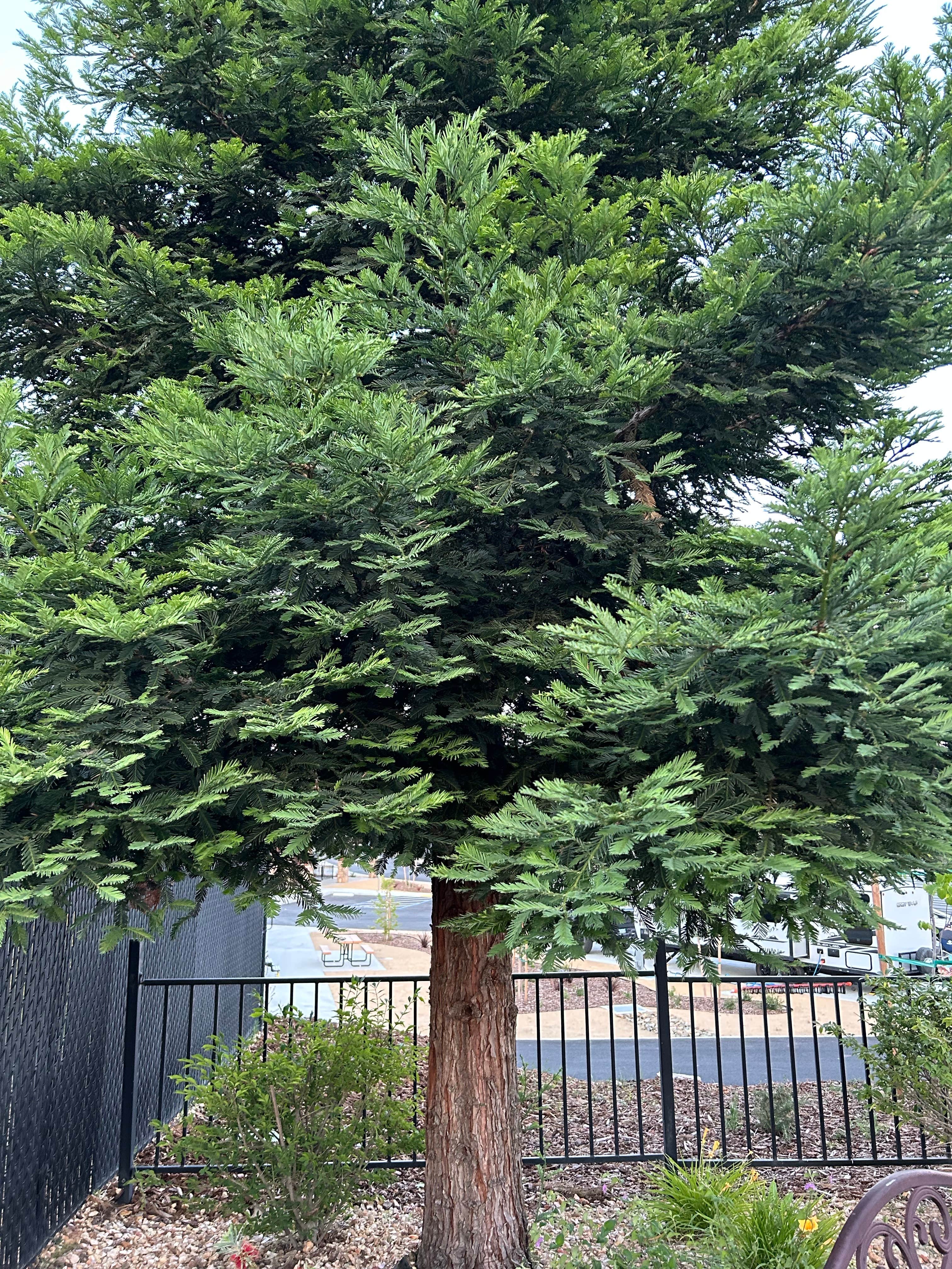 Camping near Bloomer Group — Lake Oroville State Recreation Area: Oroville-Feather Falls Casino KOA, Oroville, California