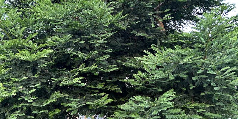 Camper submitted image from Oroville-Feather Falls Casino KOA