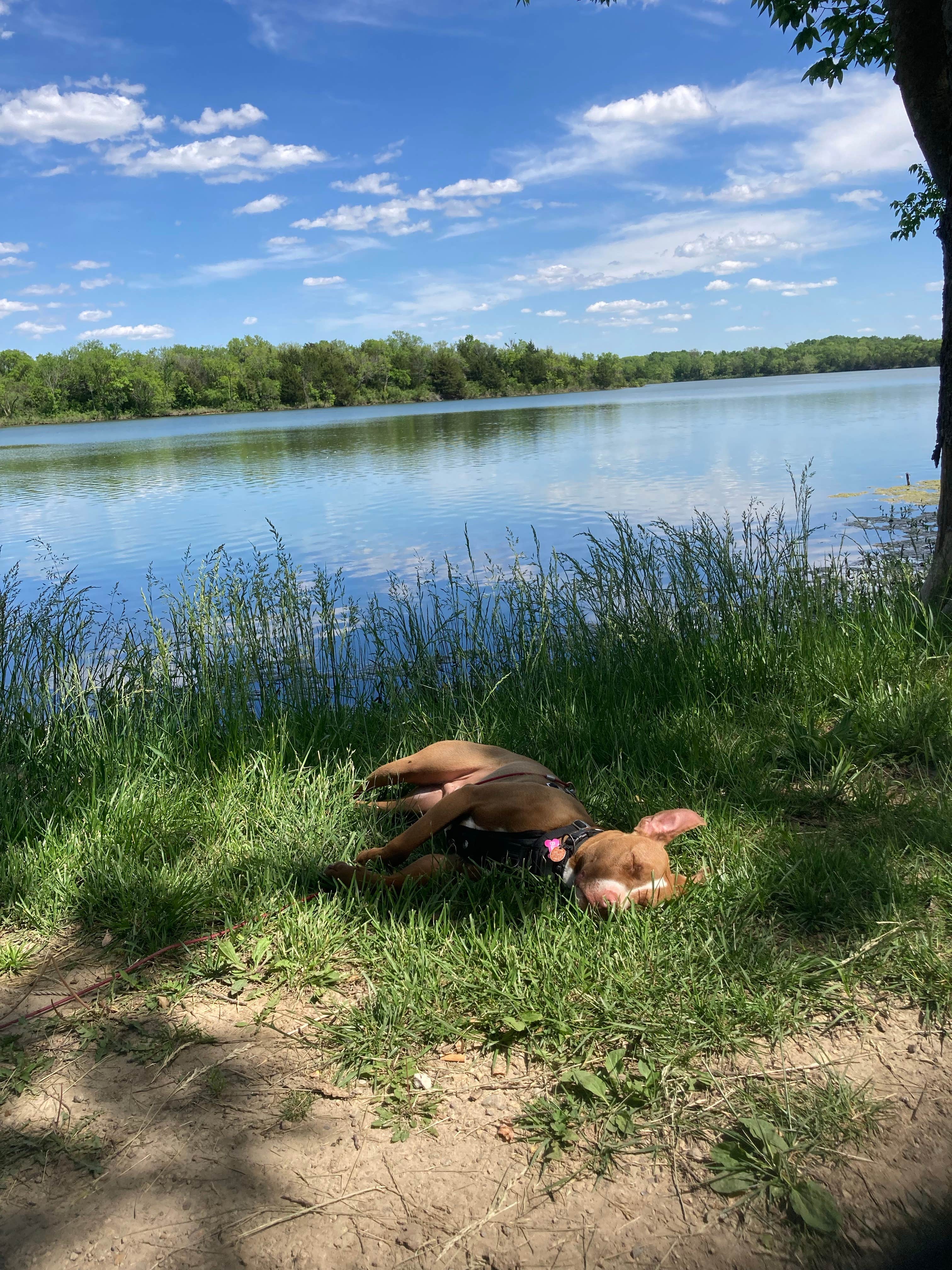 Lucy P.'s photo of camping with pets at Osage State Fishing Lake near Topeka, KS