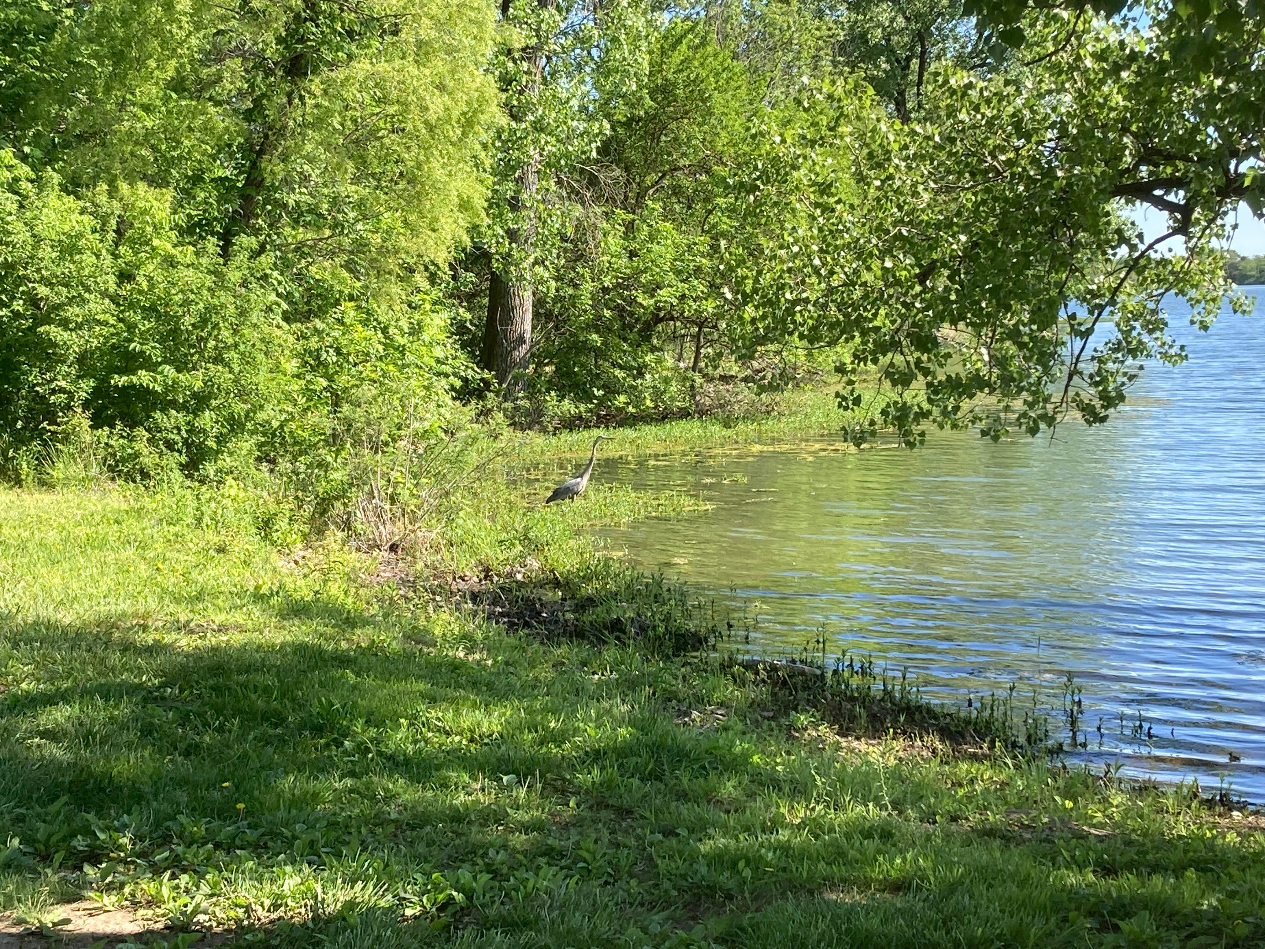 Lucy P.'s photo of a dispersed camping area at Osage State Fishing Lake near Topeka, KS