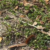 Review photo of Oscar Scherer State Park Campground by Celeste A., June 12, 2026