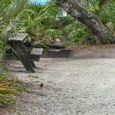 Review photo of Oscar Scherer State Park Campground by Celeste A., June 12, 2026
