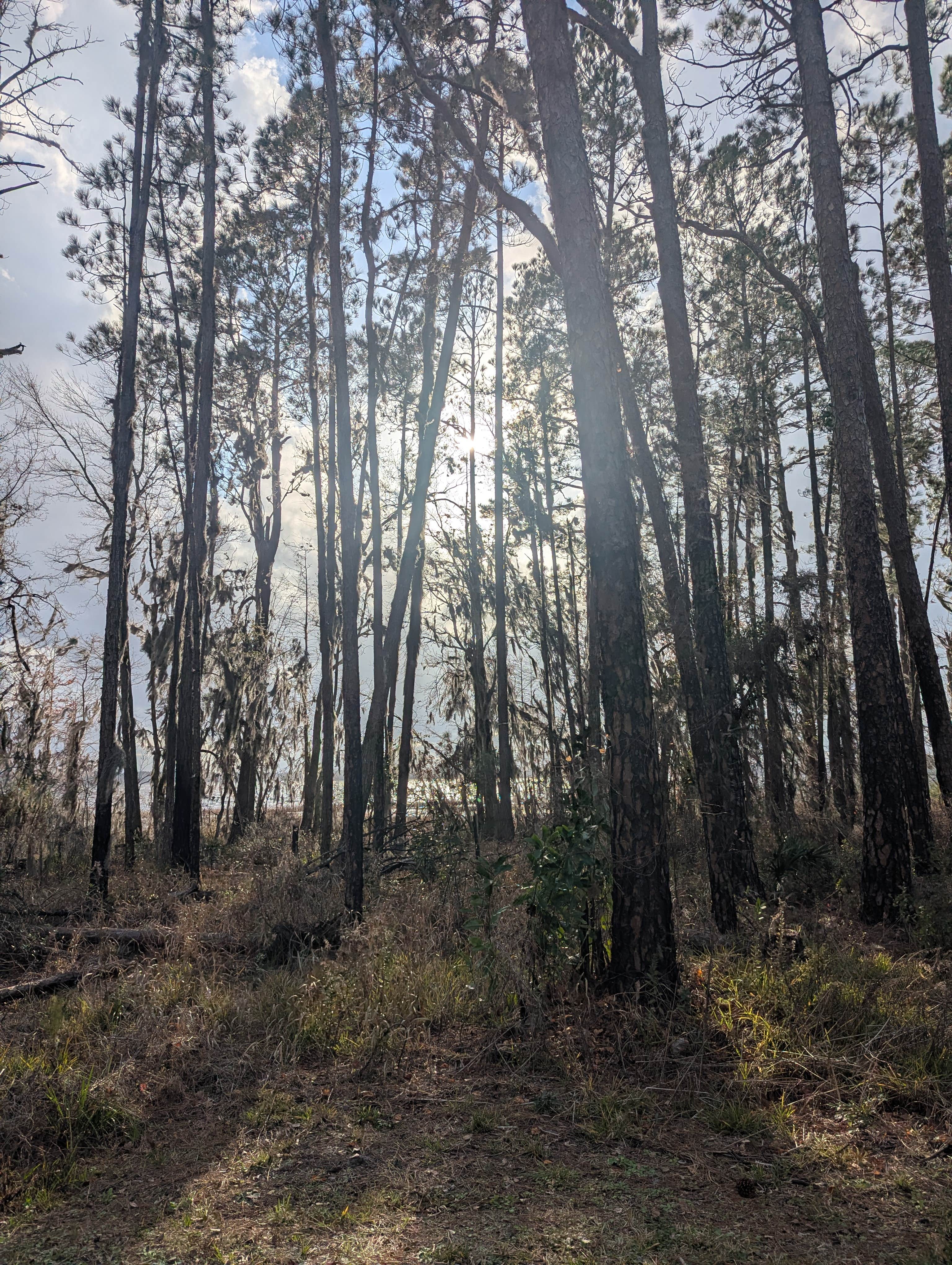 Camper-submitted photo at Osceola National Forest Ocean Pond Campground near Osceola National Forest