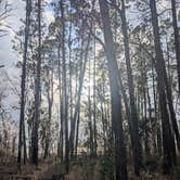Review photo of Osceola National Forest Ocean Pond Campground by Wendy L., January 27, 2026