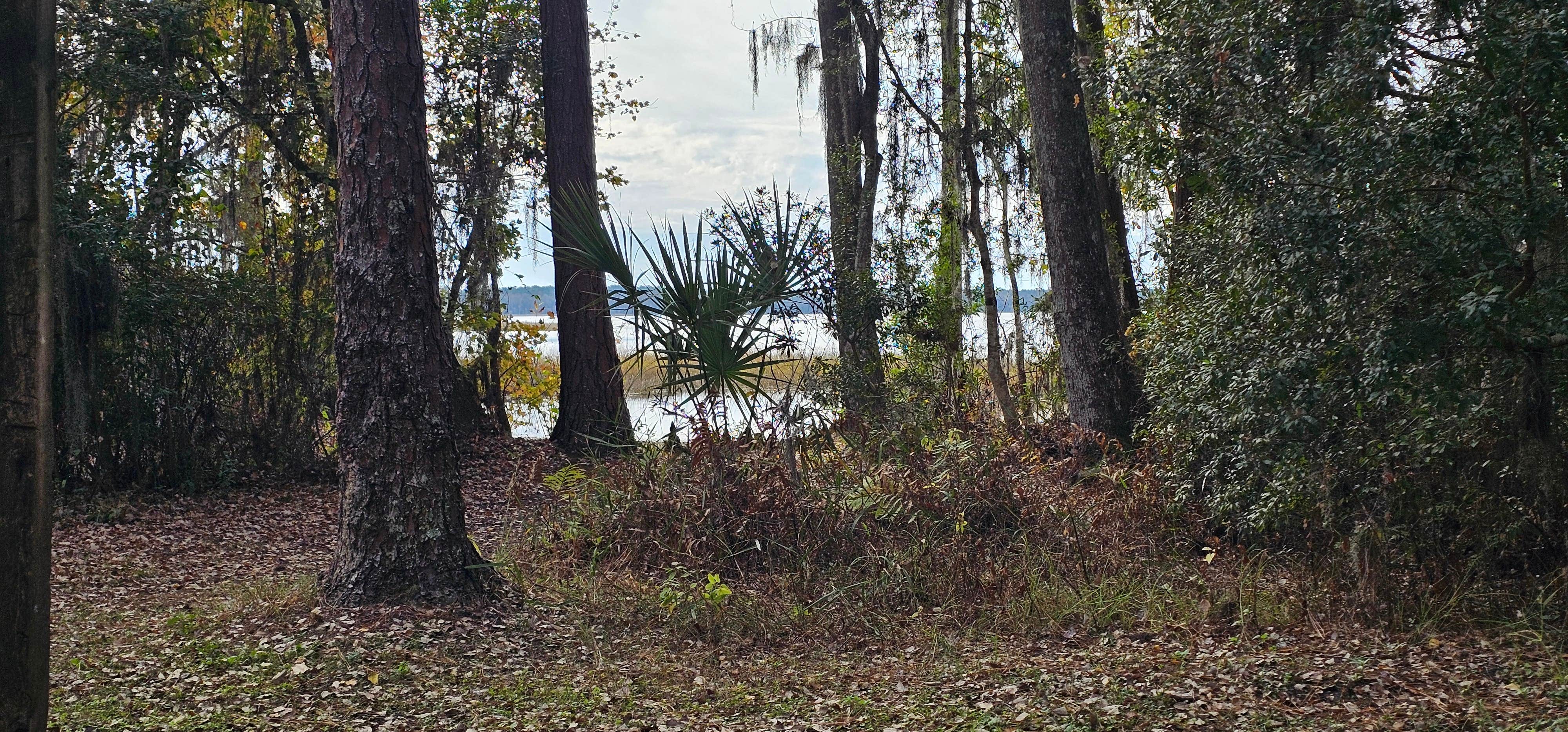 Camper-submitted photo at Osceola National Forest Ocean Pond Campground near Olustee, FL