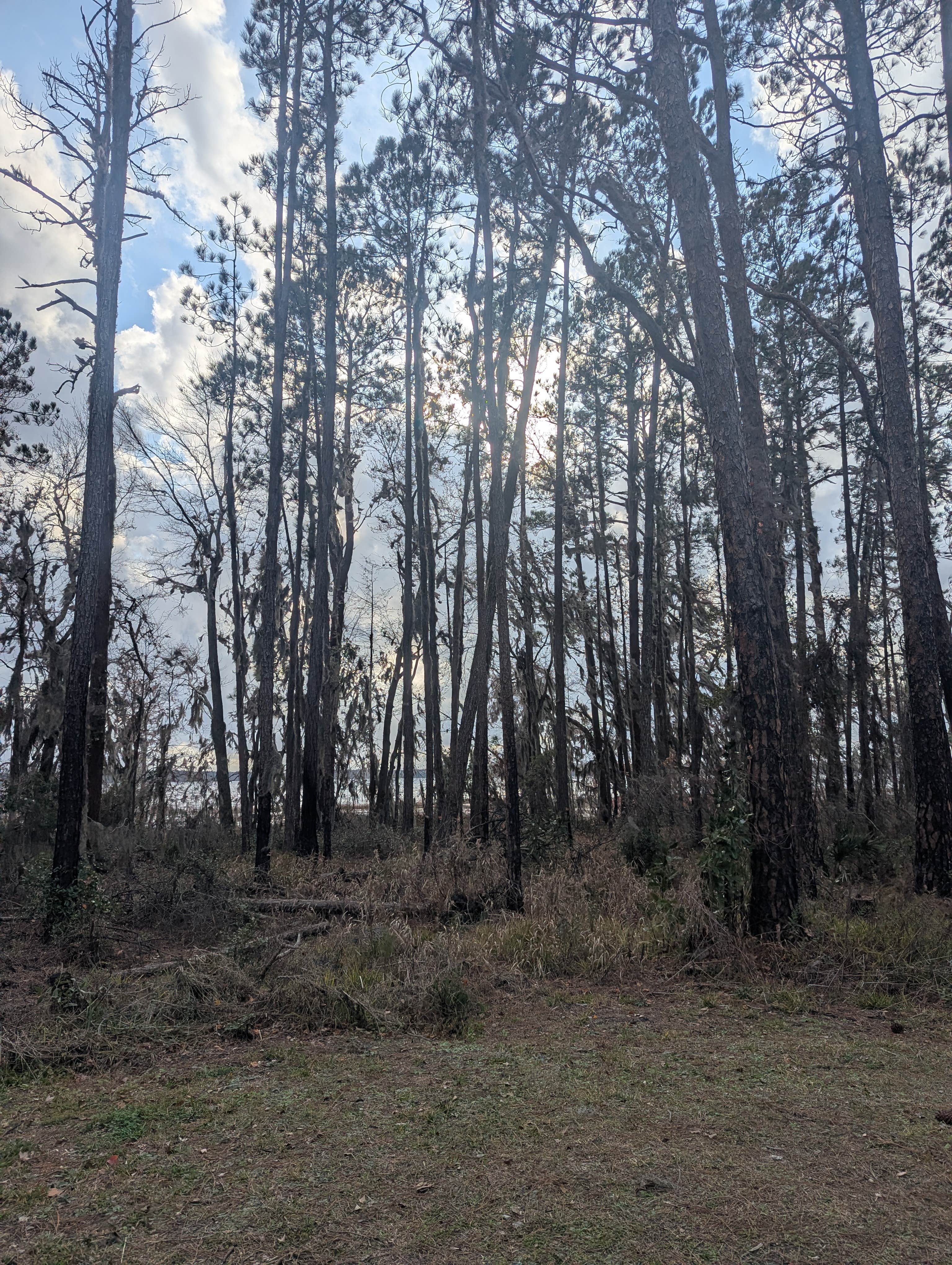 Camper-submitted photo at Osceola National Forest Ocean Pond Campground near Osceola National Forest
