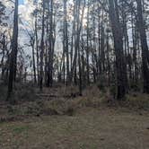 Review photo of Osceola National Forest Ocean Pond Campground by Wendy L., January 27, 2026