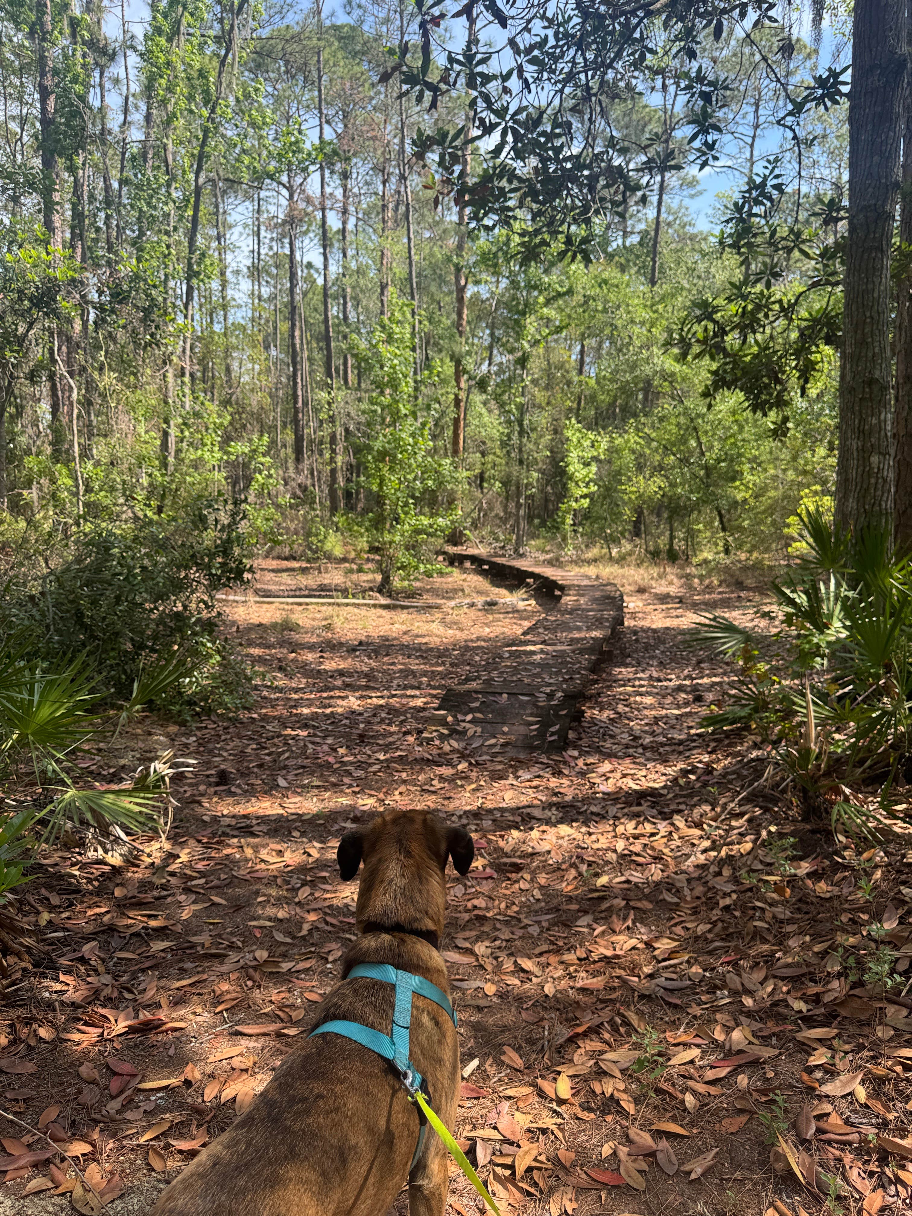 Samantha M.'s photo of camping with pets at Osceola National Forest Ocean Pond Campground near Osceola National Forest