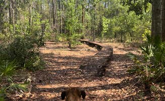 Samantha M.'s photo of camping with pets at Osceola National Forest Ocean Pond Campground near Osceola National Forest