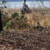 Review photo of Osceola National Forest Ocean Pond Campground by PIXIE B., February 13, 2026