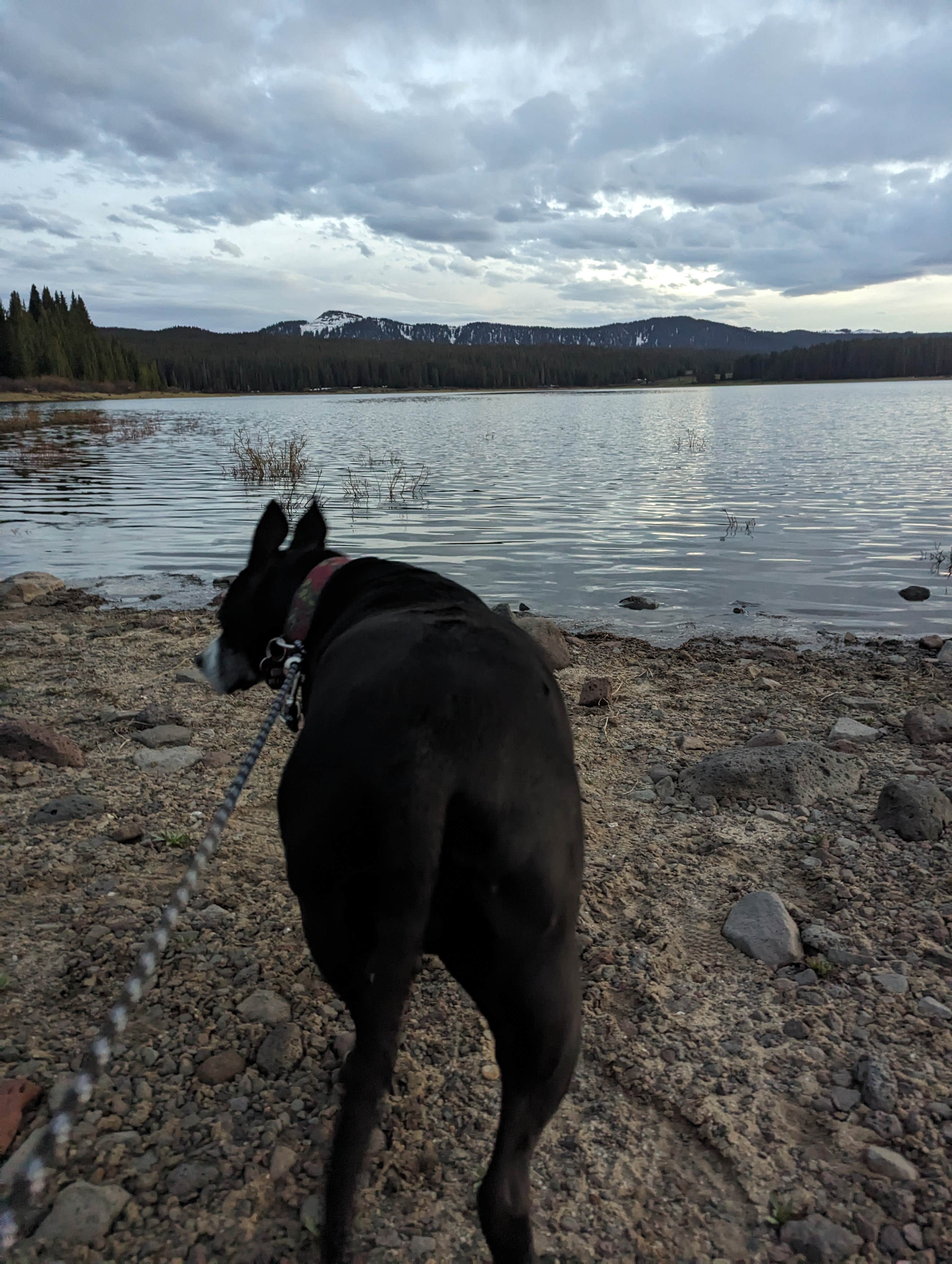 Maggie C.'s photo of a dispersed camping area at Overland Reservoir (Dispersed)-Paonia RD near Glenwood Springs, CO