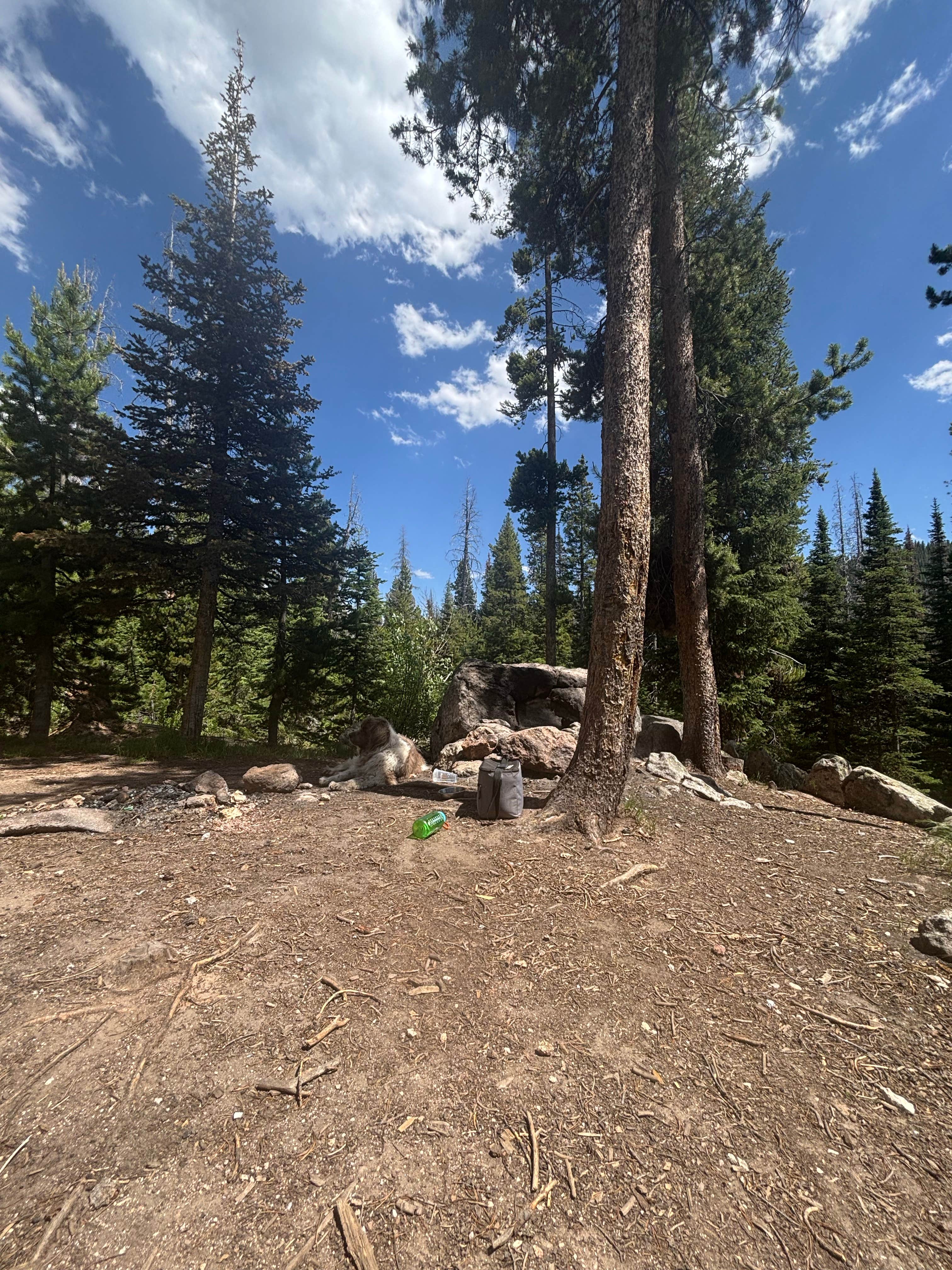Nora S.'s photo of camping with pets at Dispersed Overlook off Hwy 40 near Hayden, CO