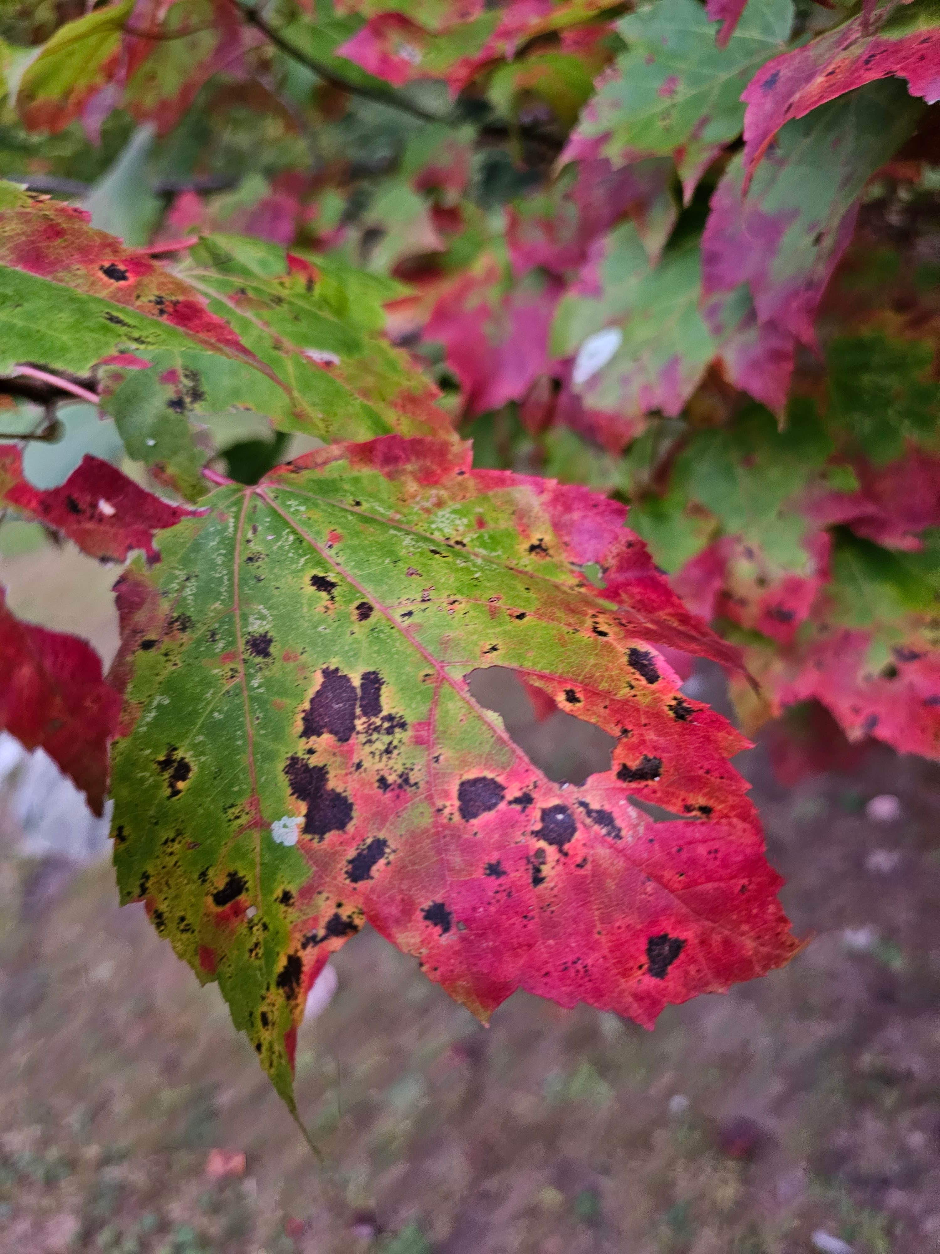 Camper-submitted photo at Oxbow Campground near Warner, NH