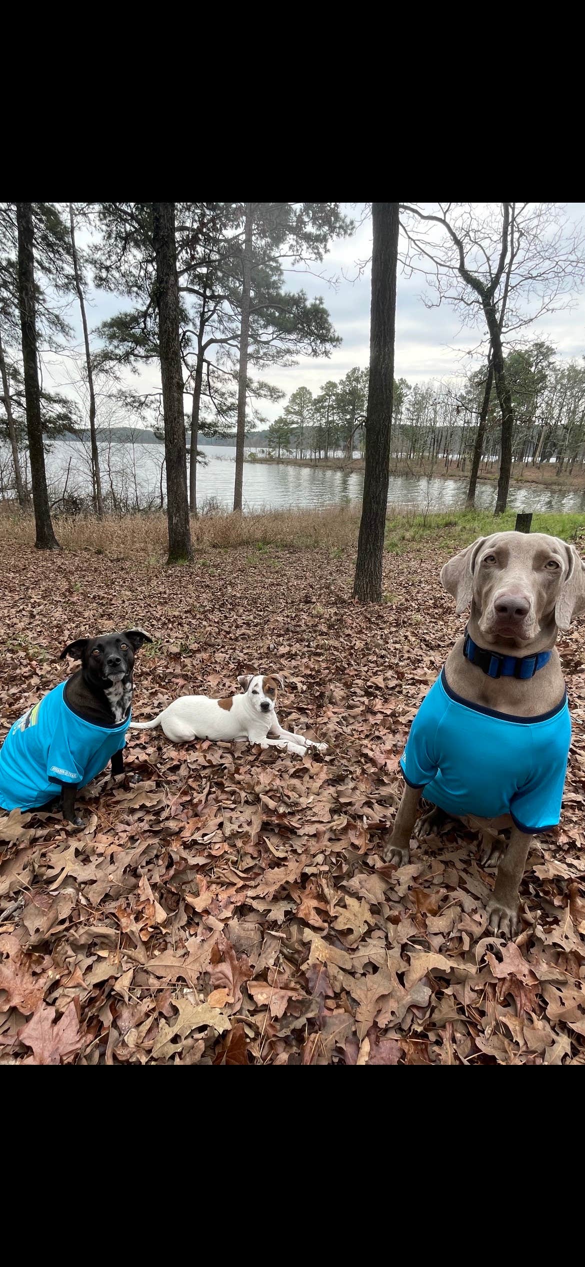 phesha R.'s photo of camping with pets at Ozan Point - De Gray Lake near Murfreesboro, AR