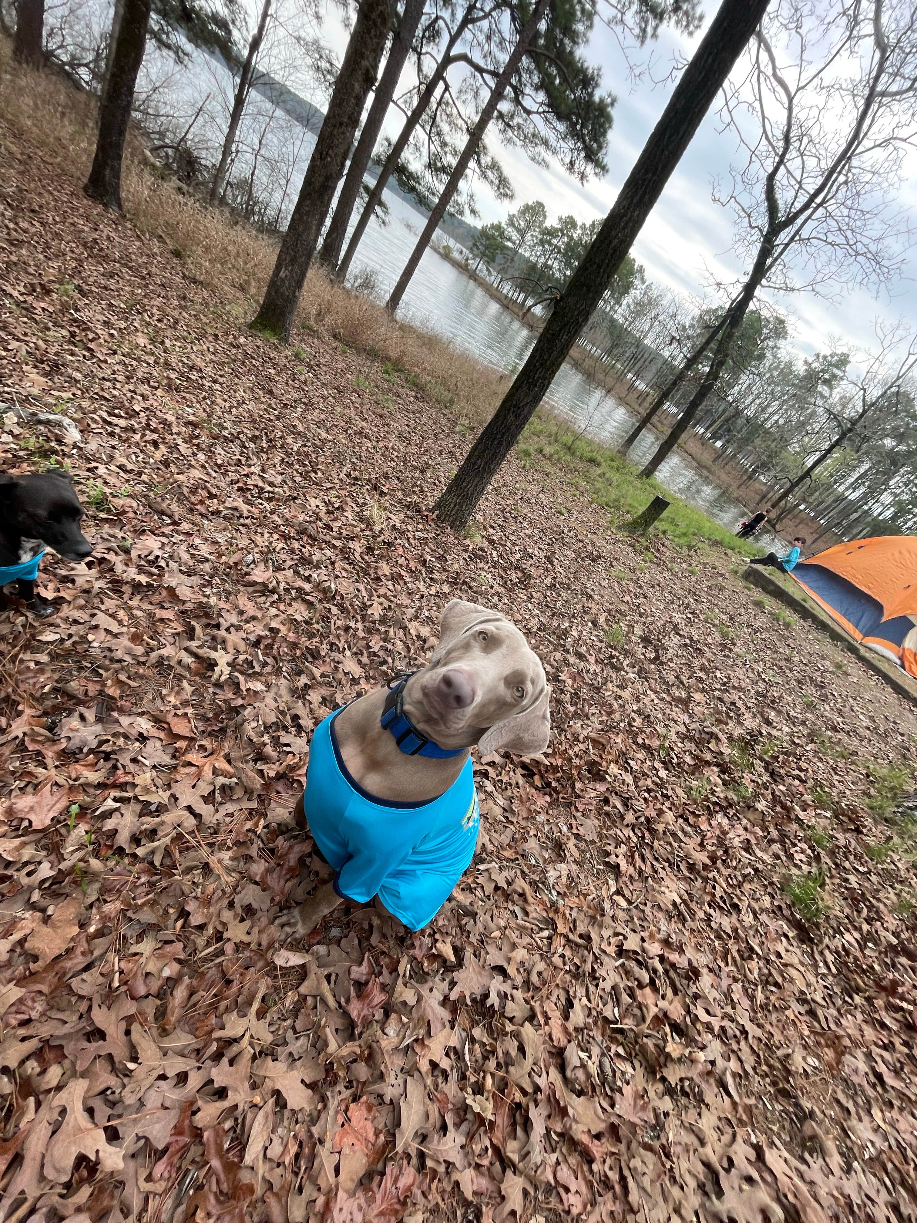 phesha R.'s photo of tent camping at Ozan Point - De Gray Lake near Benton, AR
