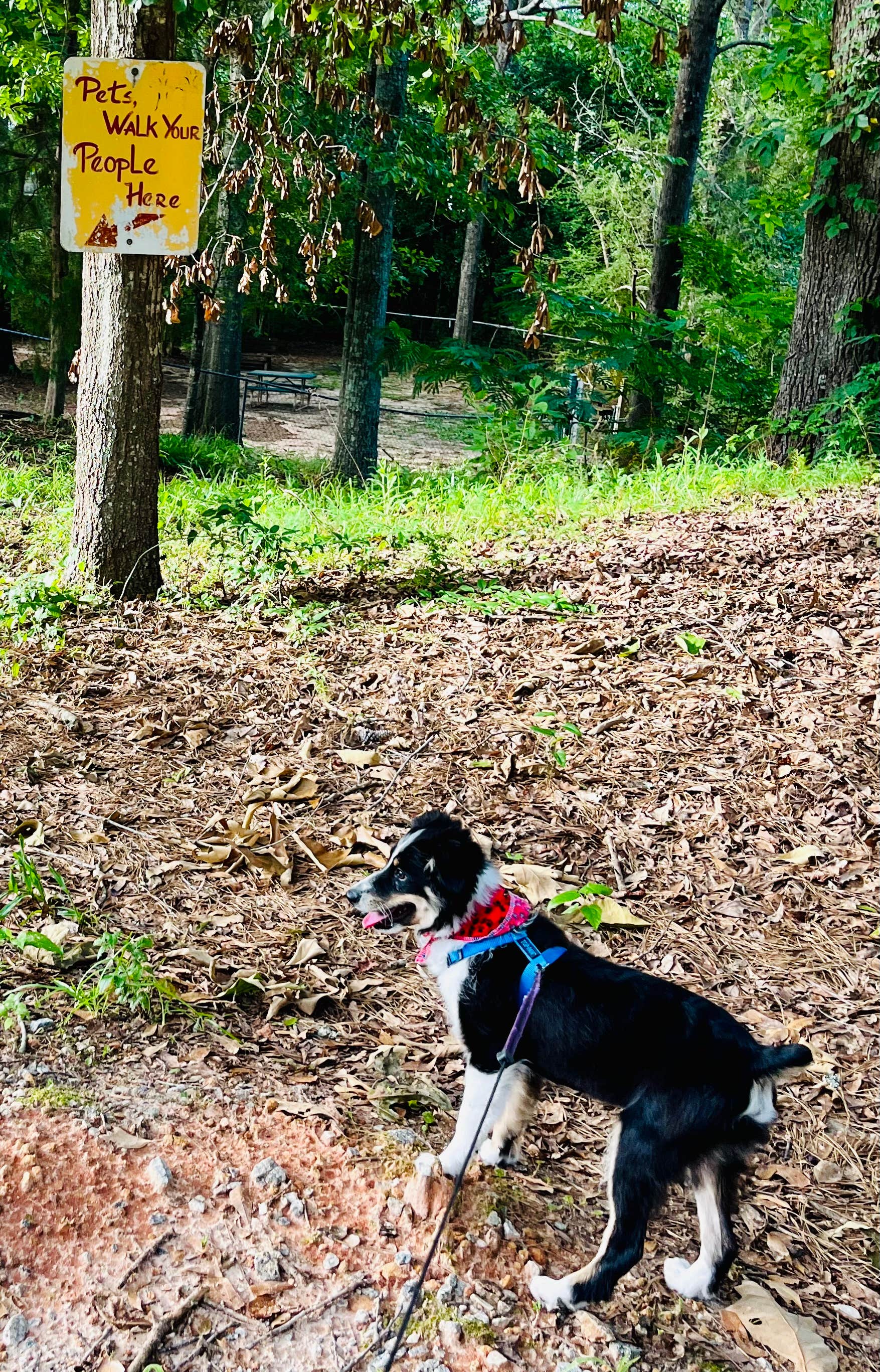 L&A C.'s photo of camping with pets at Ozark-Fort Rucker KOA near Dothan, AL