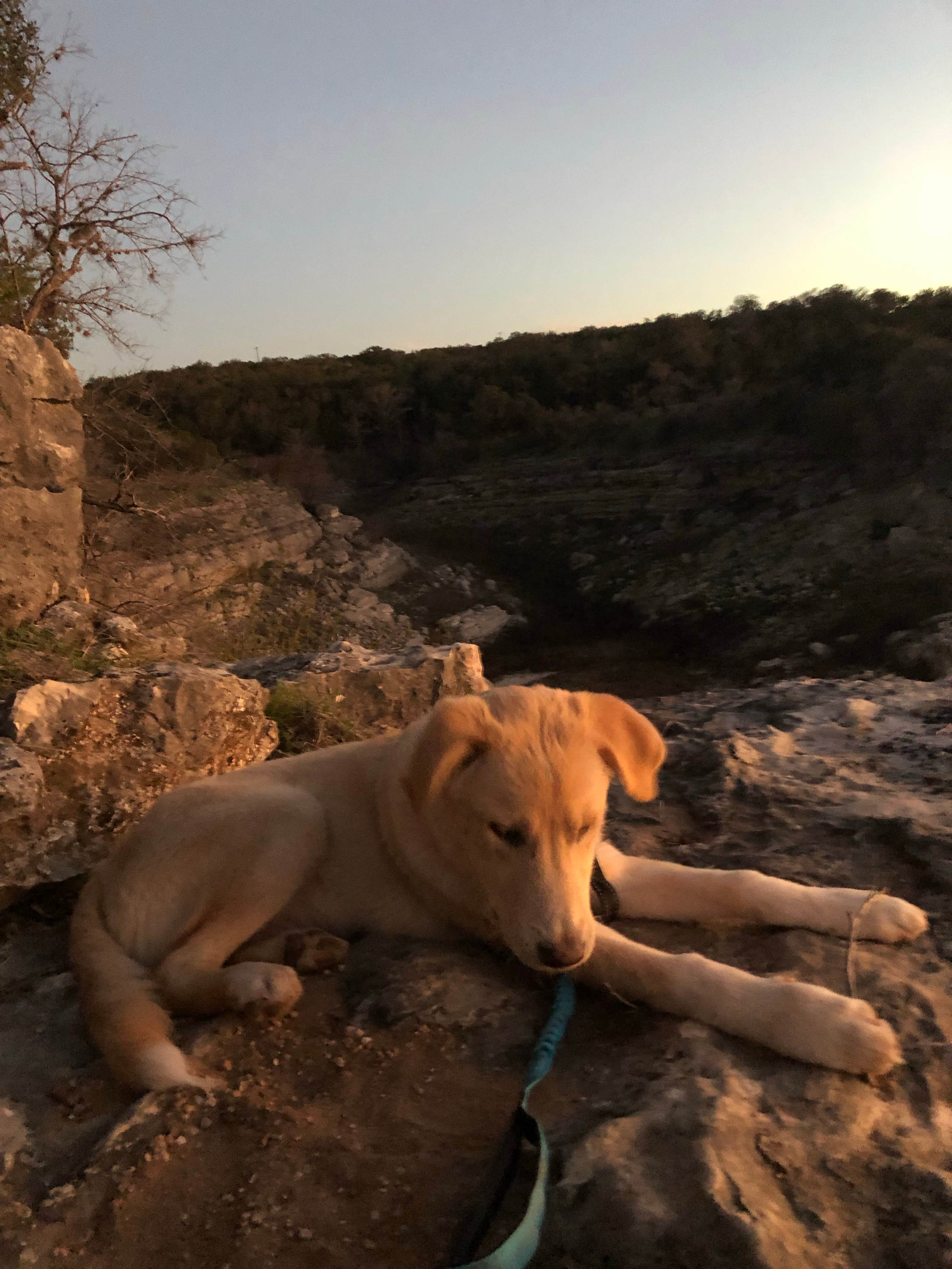juliet S.'s photo of camping with pets at Pace Bend Park - Lake Travis near Johnson City, TX