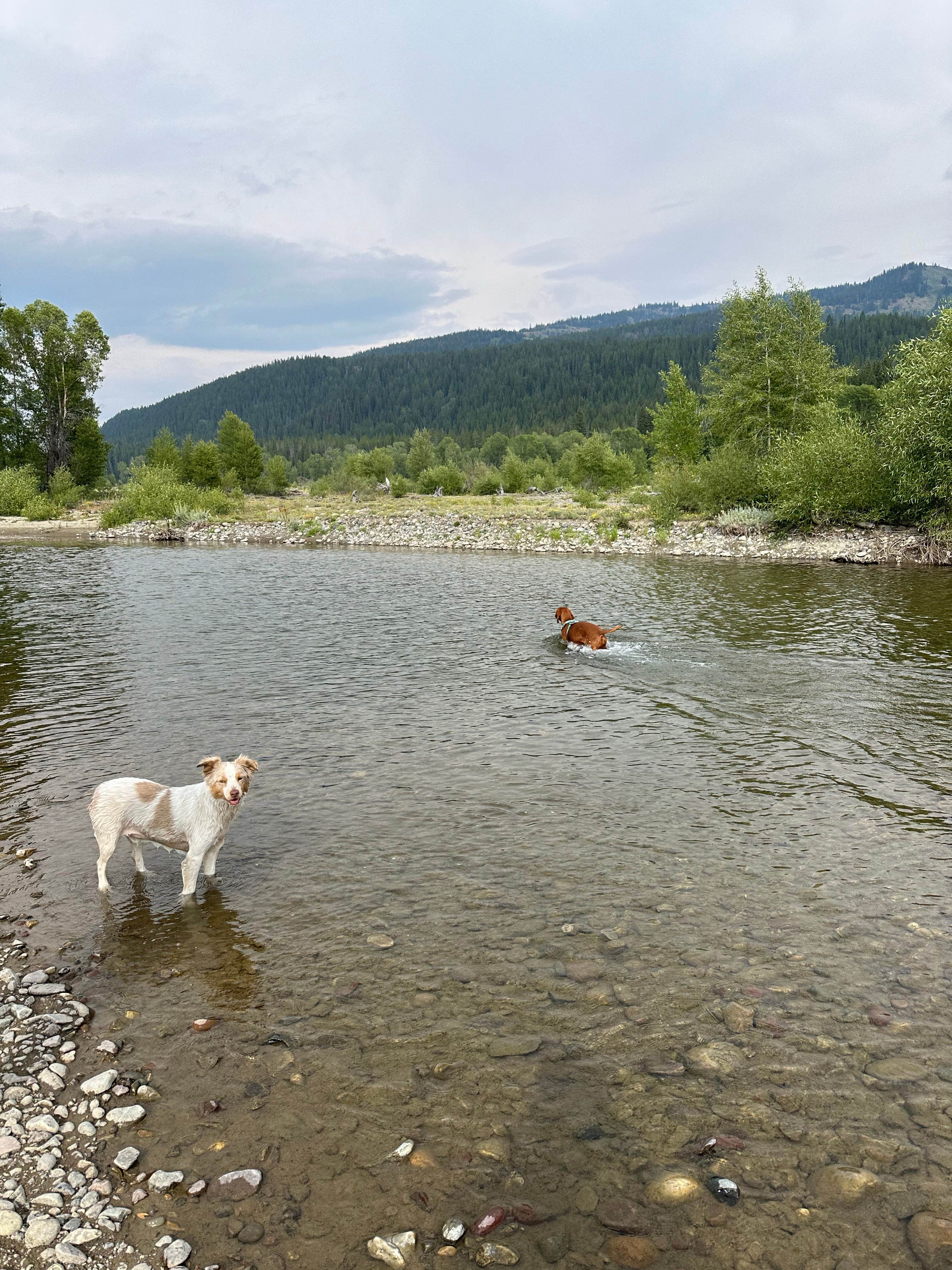 Connor Y.'s photo of a dispersed camping area at Pacific Creek (FR 30090) Designated Dispersed Campsite near John D. Rockefeller Jr. Memorial Parkway