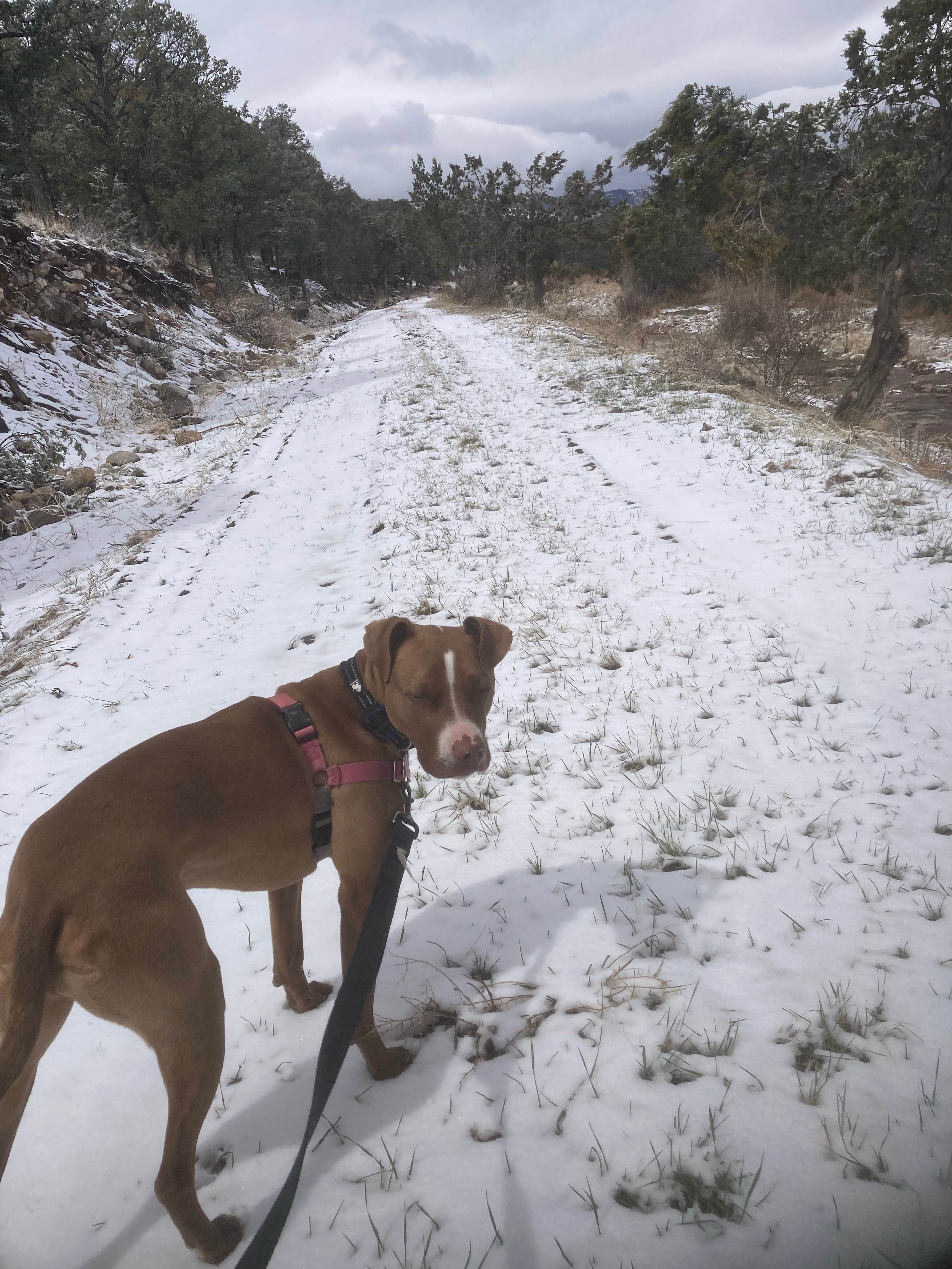 Lucy P.'s photo of camping with pets at Padilla Ranch near Tijeras, NM
