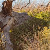 Review photo of Upper Campground - Pahranagat National Wildlife Refuge by David M., September 19, 2024