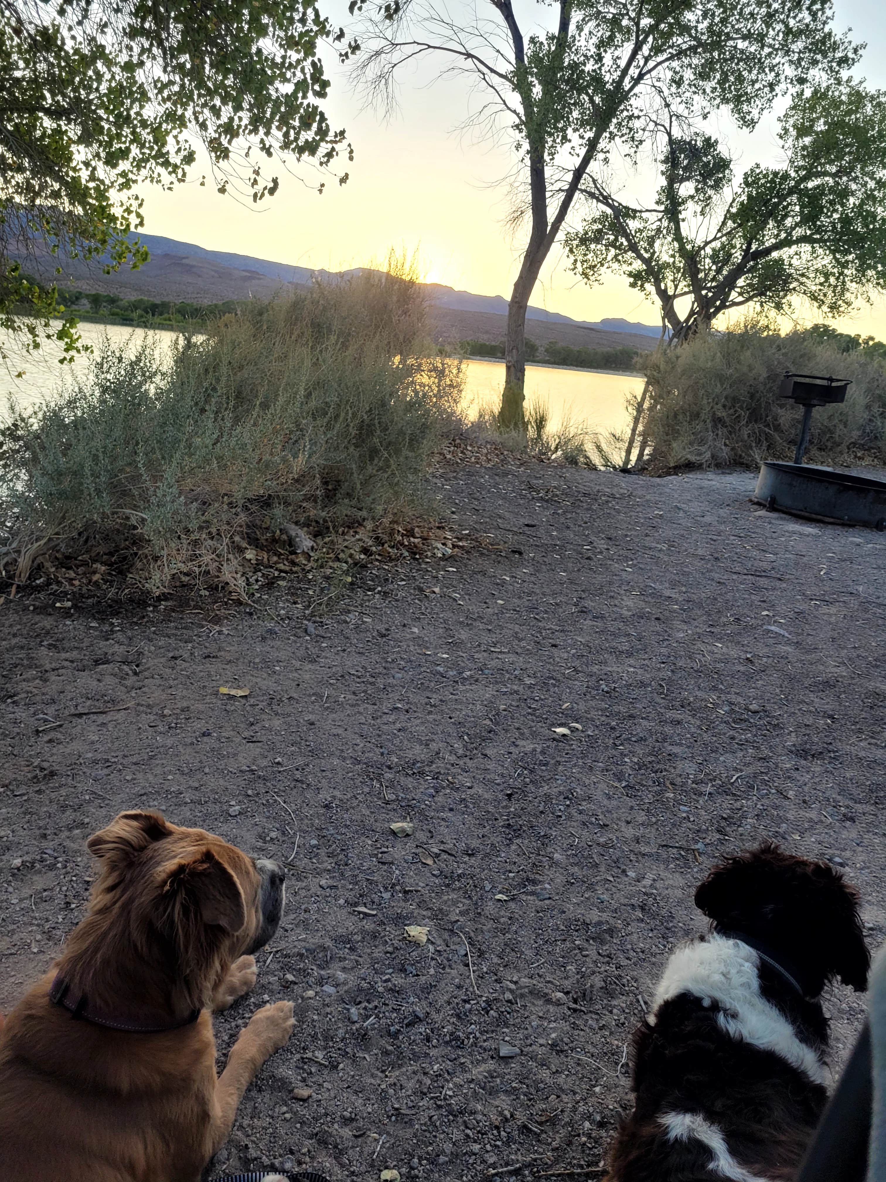 Michelle S.'s photo of camping with pets at Upper Campground - Pahranagat National Wildlife Refuge near Humboldt-Toiyabe National Forest Headquarters