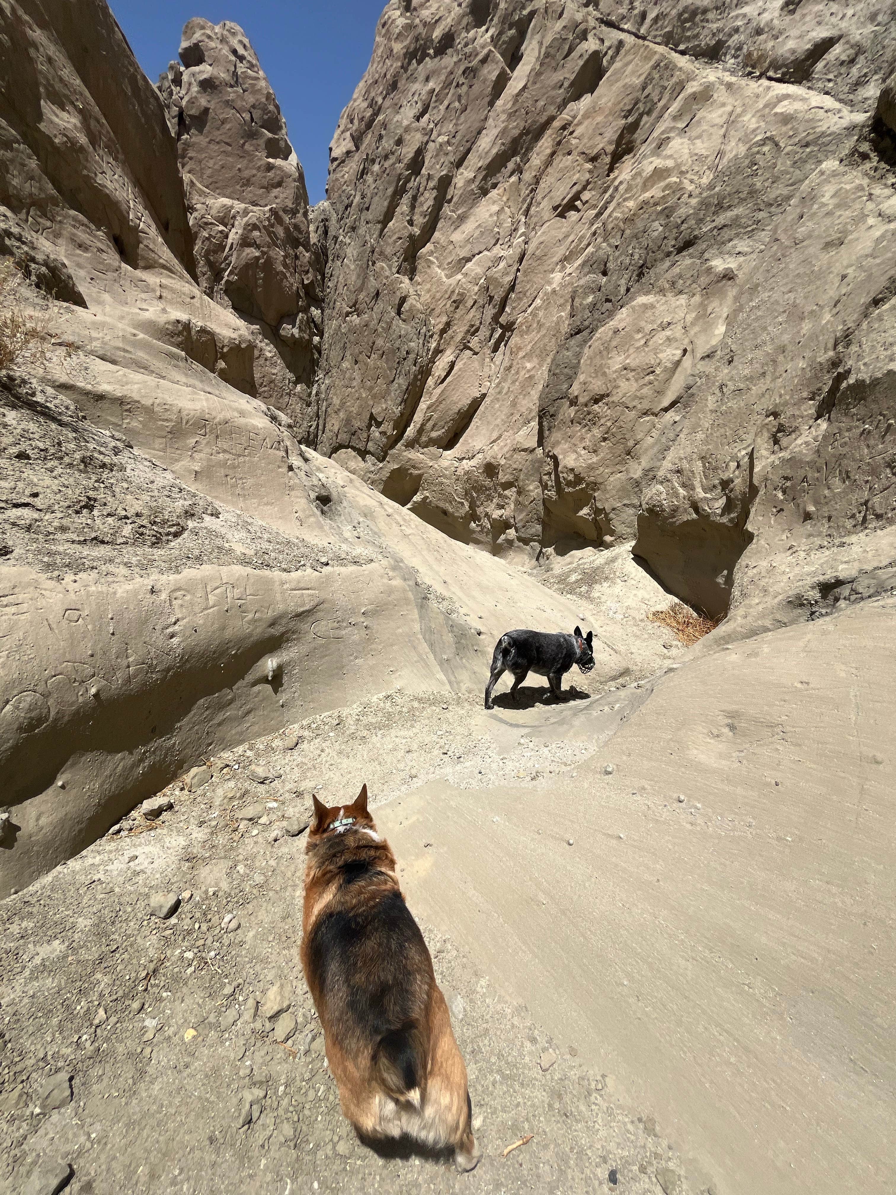 Stephanie F.'s photo of camping with pets at Painted Canyon near Indio, CA