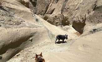 Stephanie F.'s photo of camping with pets at Painted Canyon near Joshua Tree National Park