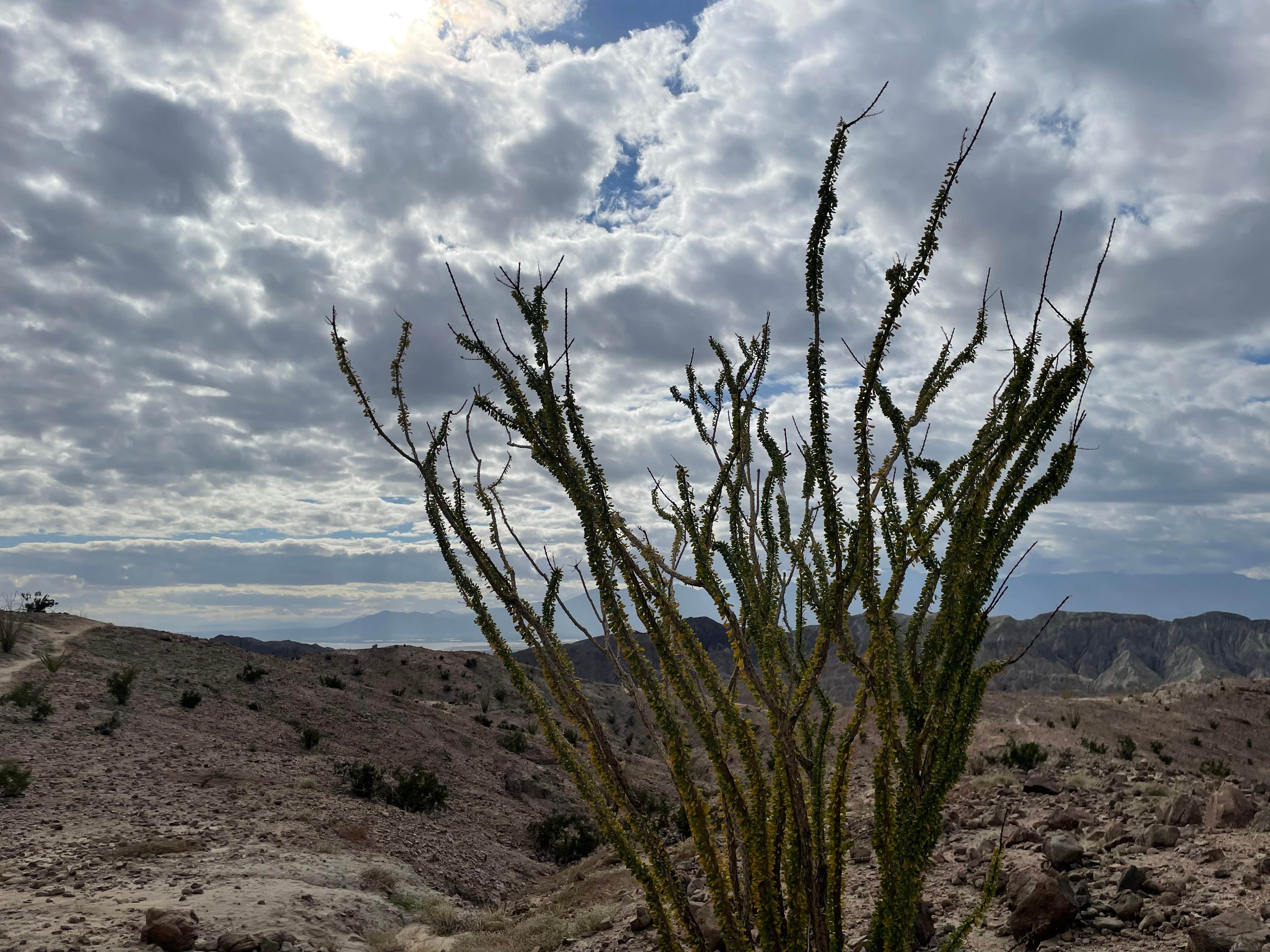 Brad  C.'s photo of a dispersed camping area at Painted Canyon near Salton City, CA