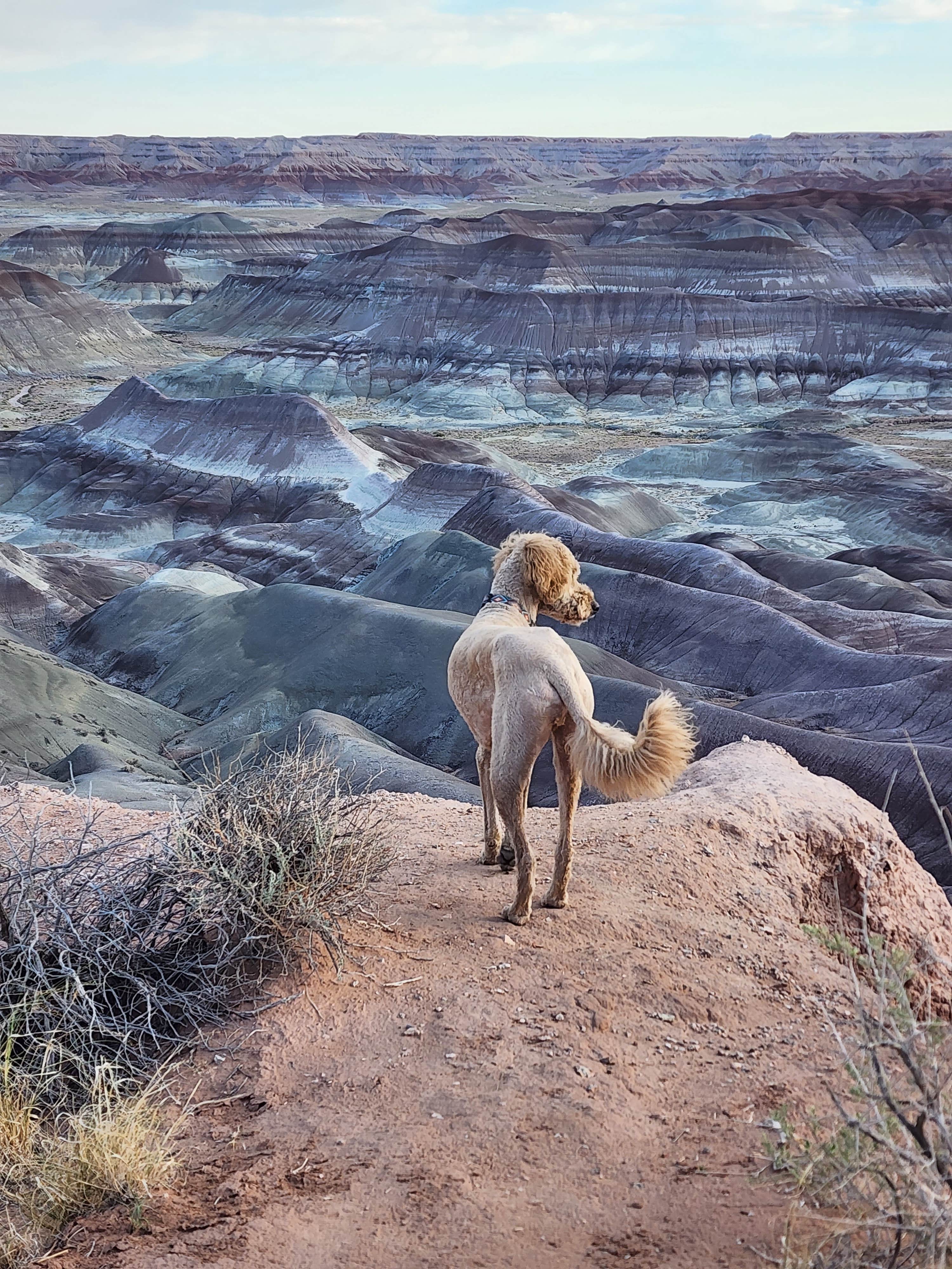 Dana H.'s photo of camping with pets at Painted Desert Rim Drive Dispersed Pulloff near Petrified Forest Natl Park, AZ