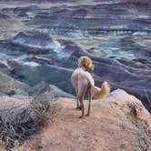 Review photo of Painted Desert Rim Drive Dispersed Pulloff by Dana H., June 1, 2025