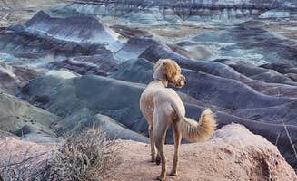 Dana H.'s photo of camping with pets at Painted Desert Rim Drive Dispersed Pulloff near Woodruff, AZ