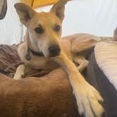 Review photo of Painted Desert Rim Drive Dispersed Pulloff by Bekki M., March 14, 2026