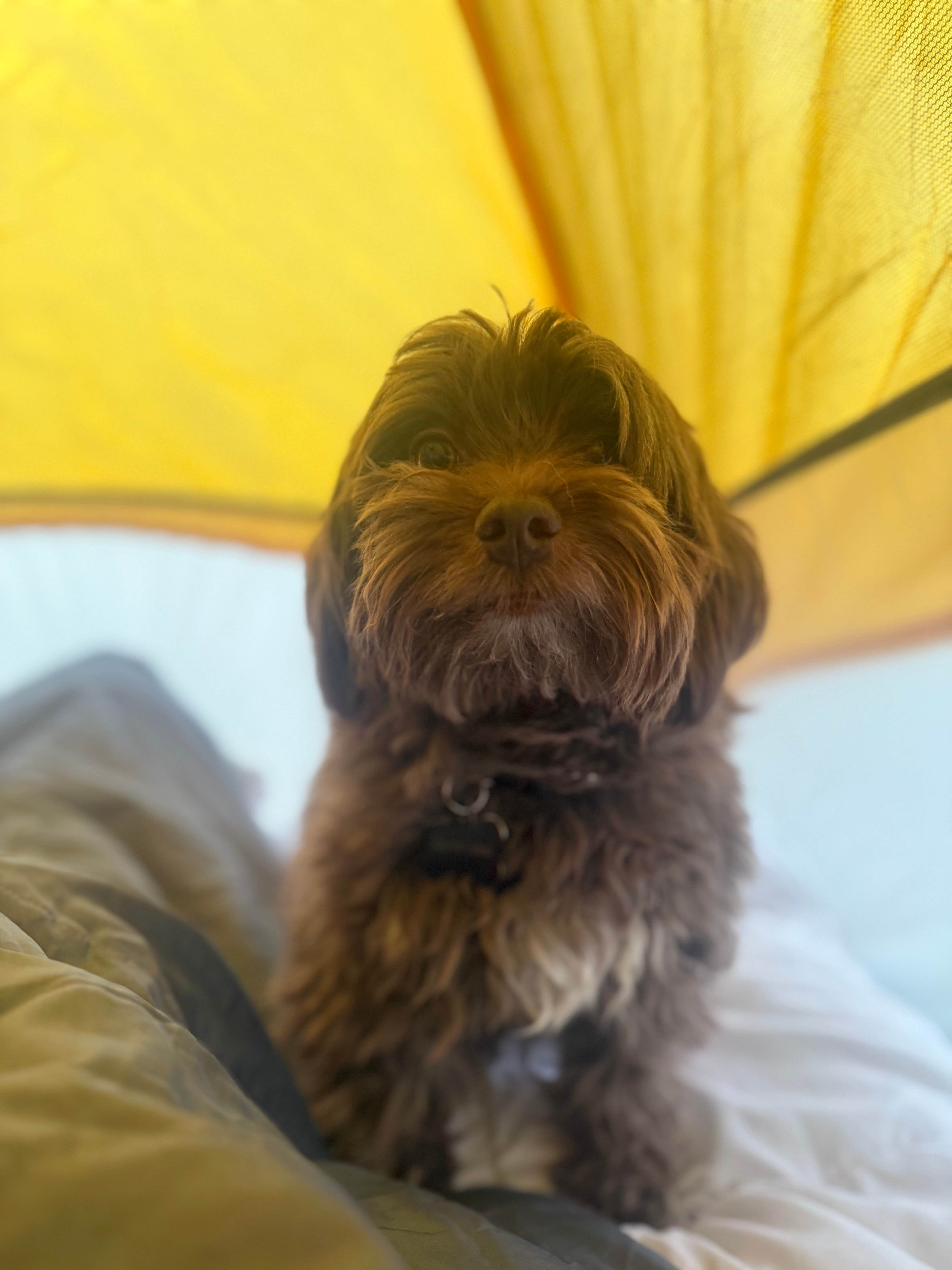 Bekki M.'s photo of camping with pets at Painted Desert Rim Drive Dispersed Pulloff near Petrified Forest Natl Park, AZ