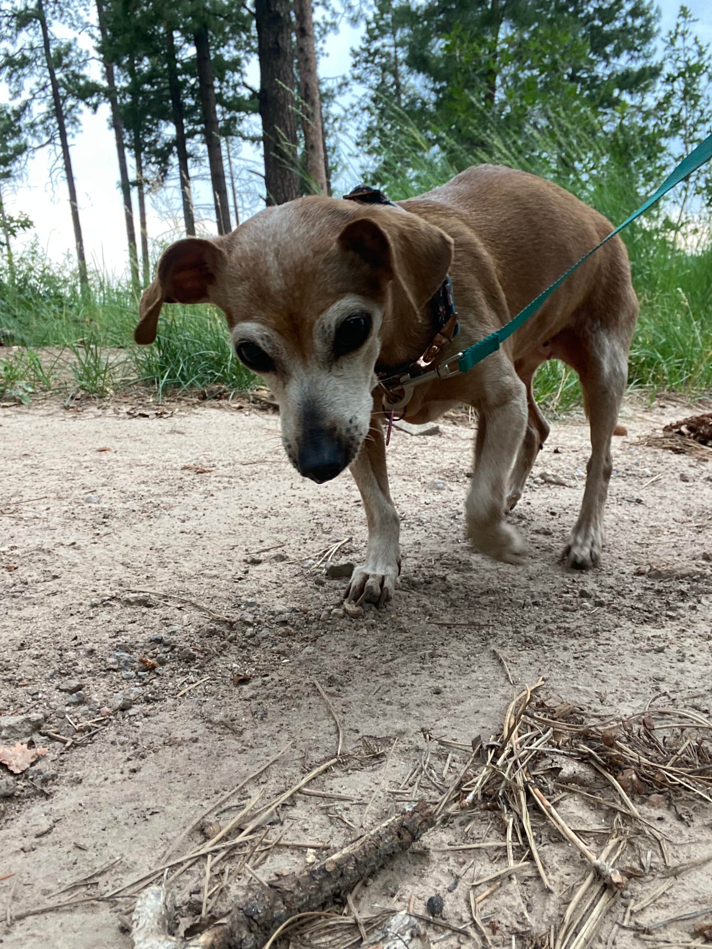 Charity S.'s photo of camping with pets at Pajarito Springs (Dispersed) near Española, NM