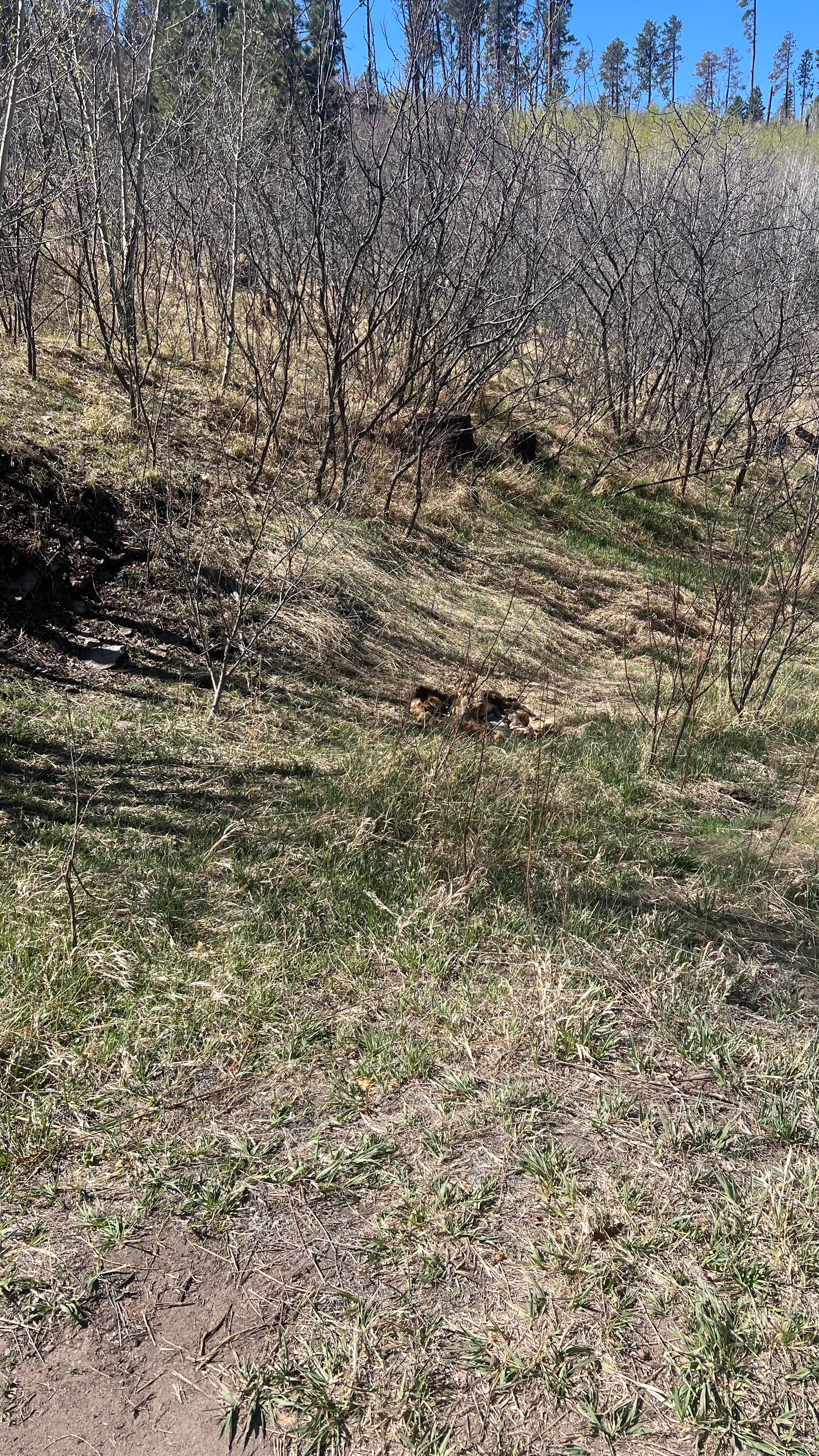 Pajarito Springs (Dispersed)