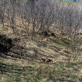 Review photo of Pajarito Springs (Dispersed) by johny R., April 15, 2026