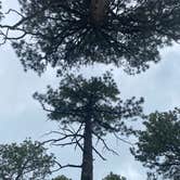 Review photo of Pajarito Springs (Dispersed) by Charity S., July 16, 2025