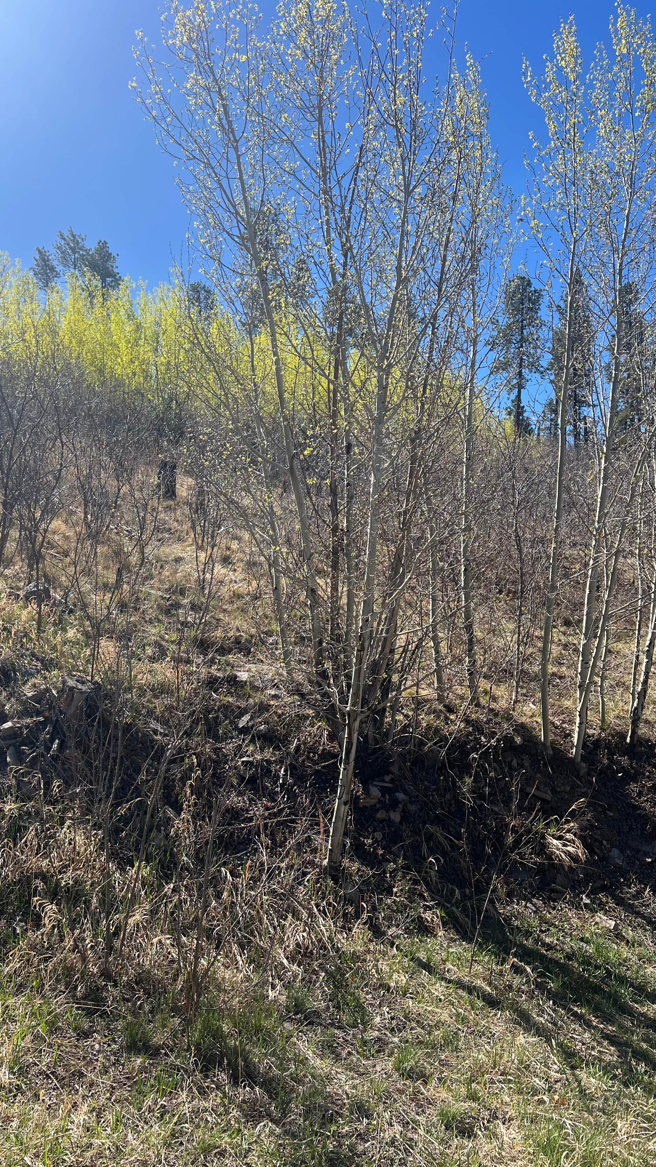 Pajarito Springs (Dispersed)