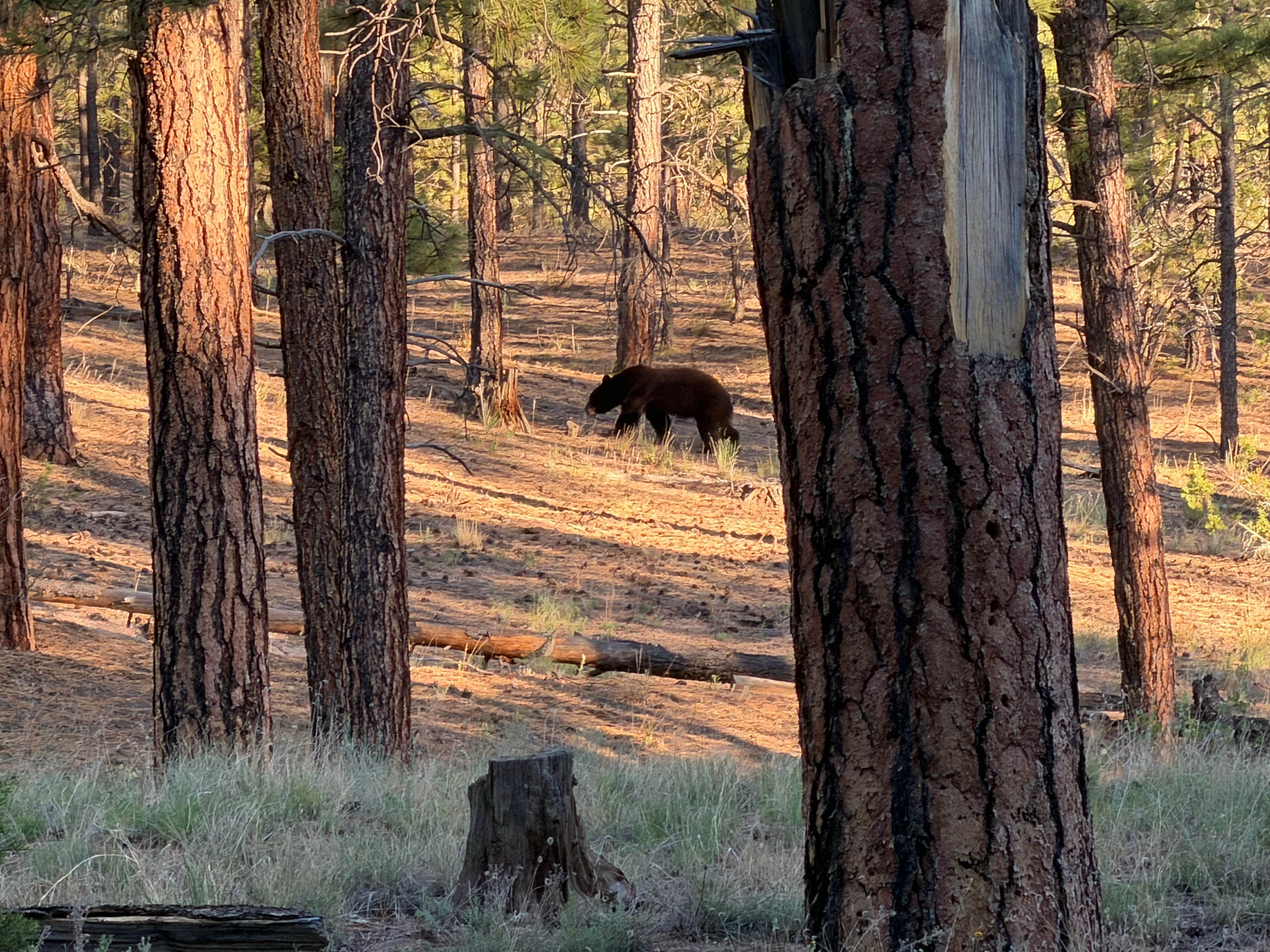 Camper-submitted photo at Paliza Family Campground near Jemez Springs, NM