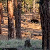 Review photo of Paliza Family Campground by Aaron S., August 2, 2026