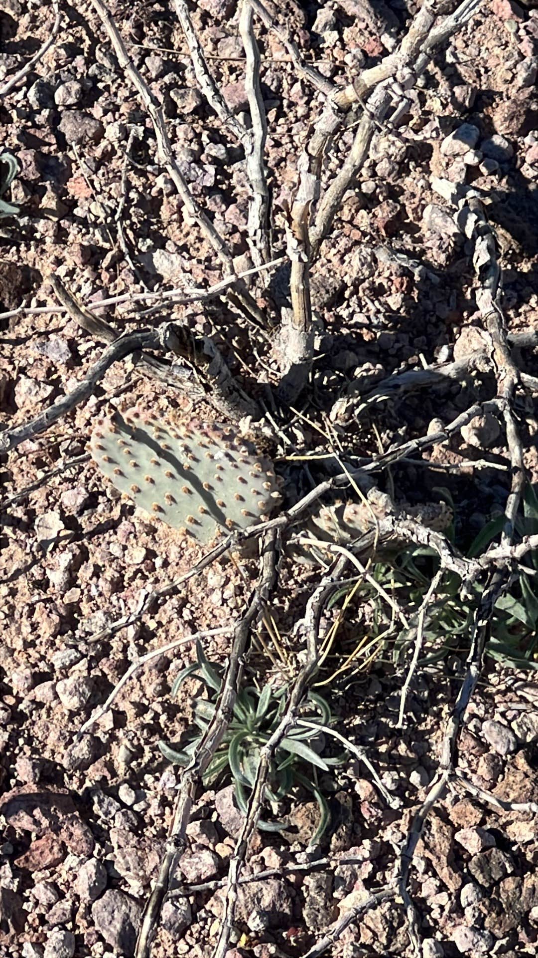Camper-submitted photo at BLM Palm Canyon Road Dispersed near Cibola, AZ
