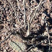 Review photo of BLM Palm Canyon Road Dispersed by Christine B., December 11, 2025