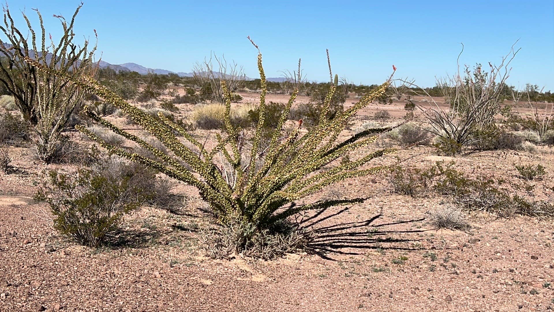Camping near BLM King Valley Road Free Dispersed: BLM Palm Canyon Road Dispersed, Quartzsite, Arizona