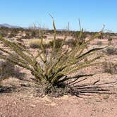 Review photo of BLM Palm Canyon Road Dispersed by Christine B., December 11, 2025