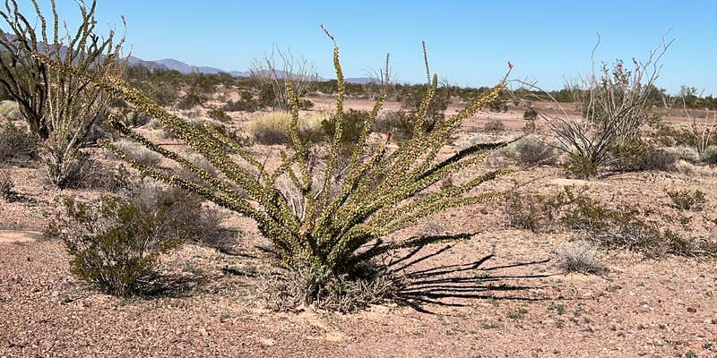 Camper submitted image from BLM Palm Canyon Road Dispersed