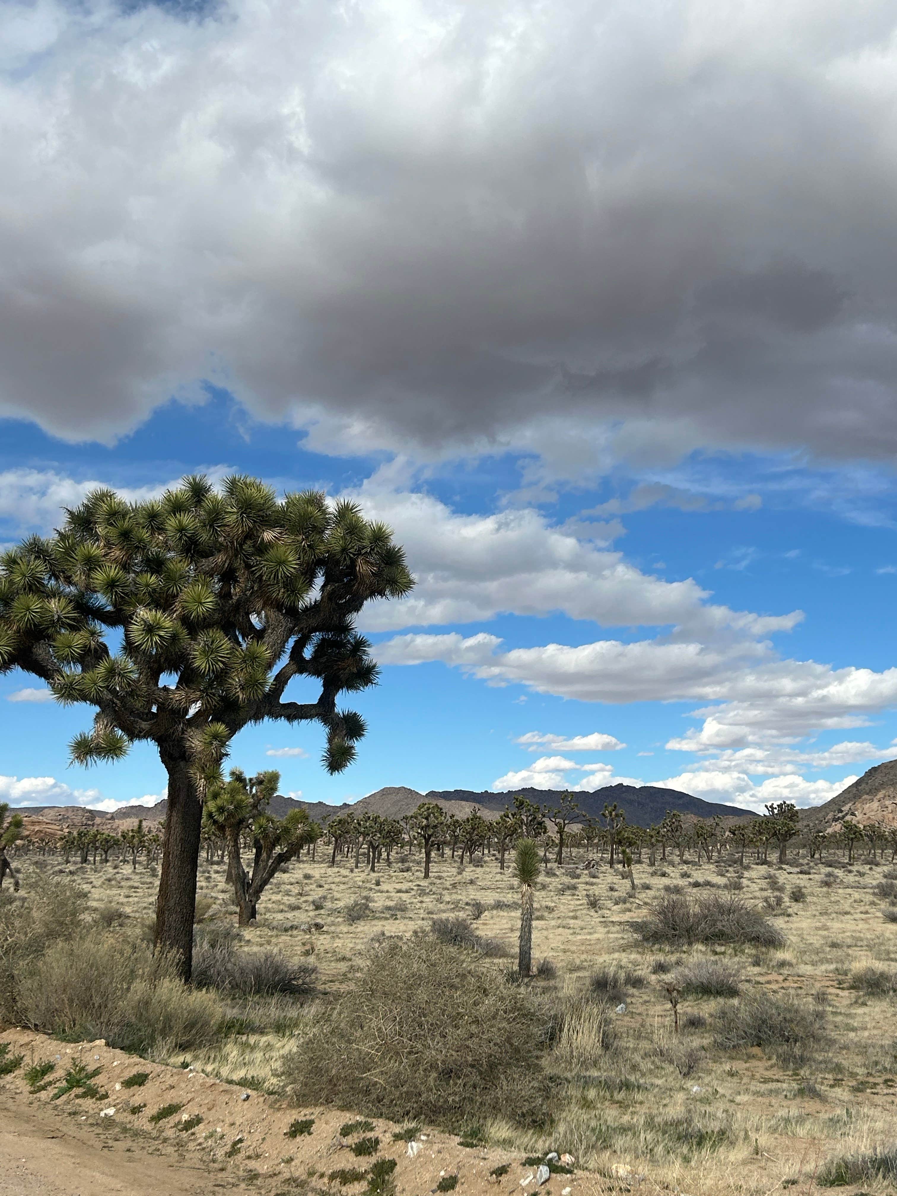 Camper-submitted photo at Palm Springs-Joshua Tree KOA near Palm Springs, CA