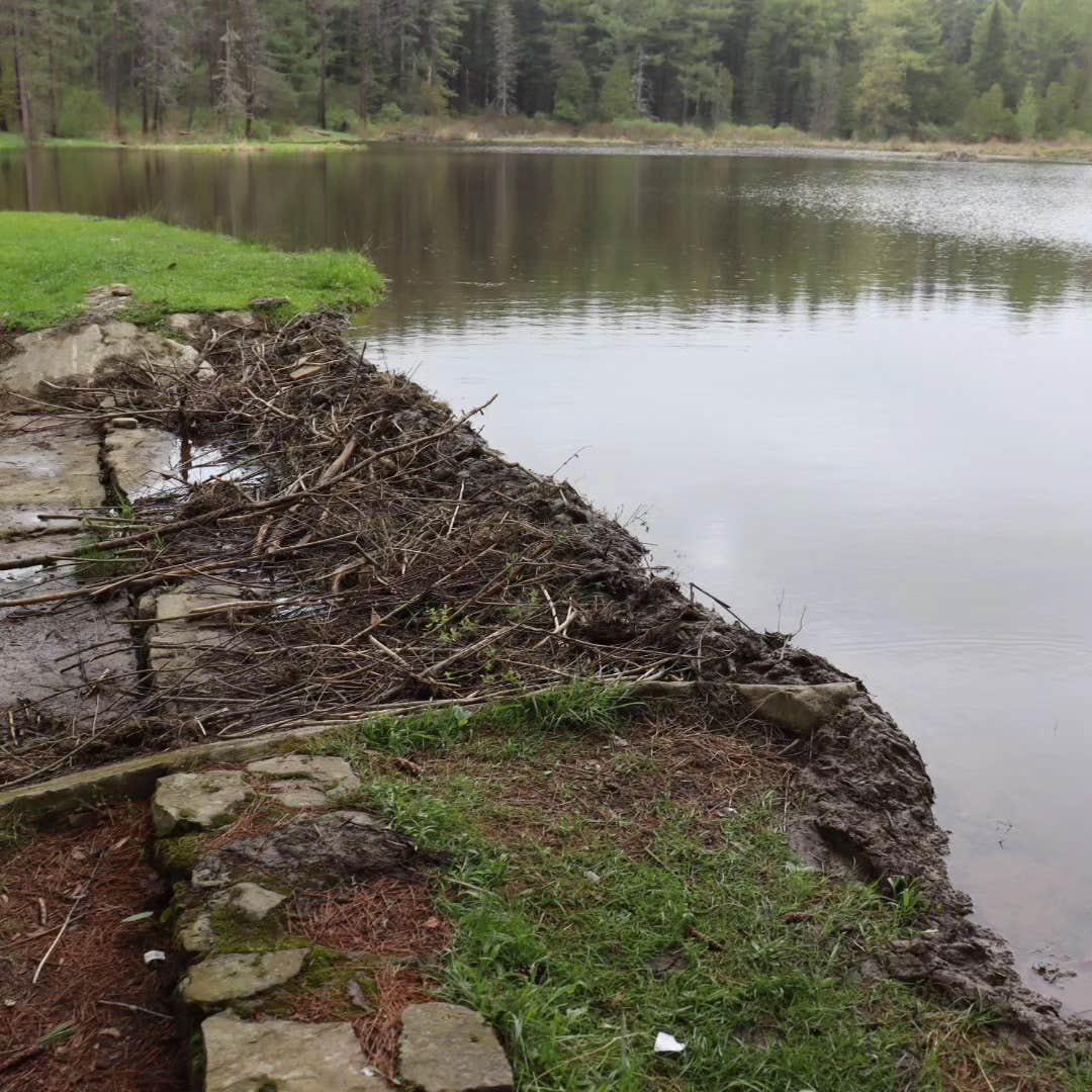 Marjoe M.'s photo of a dispersed camping area at Palmers Pond State Forest near Nunda, NY