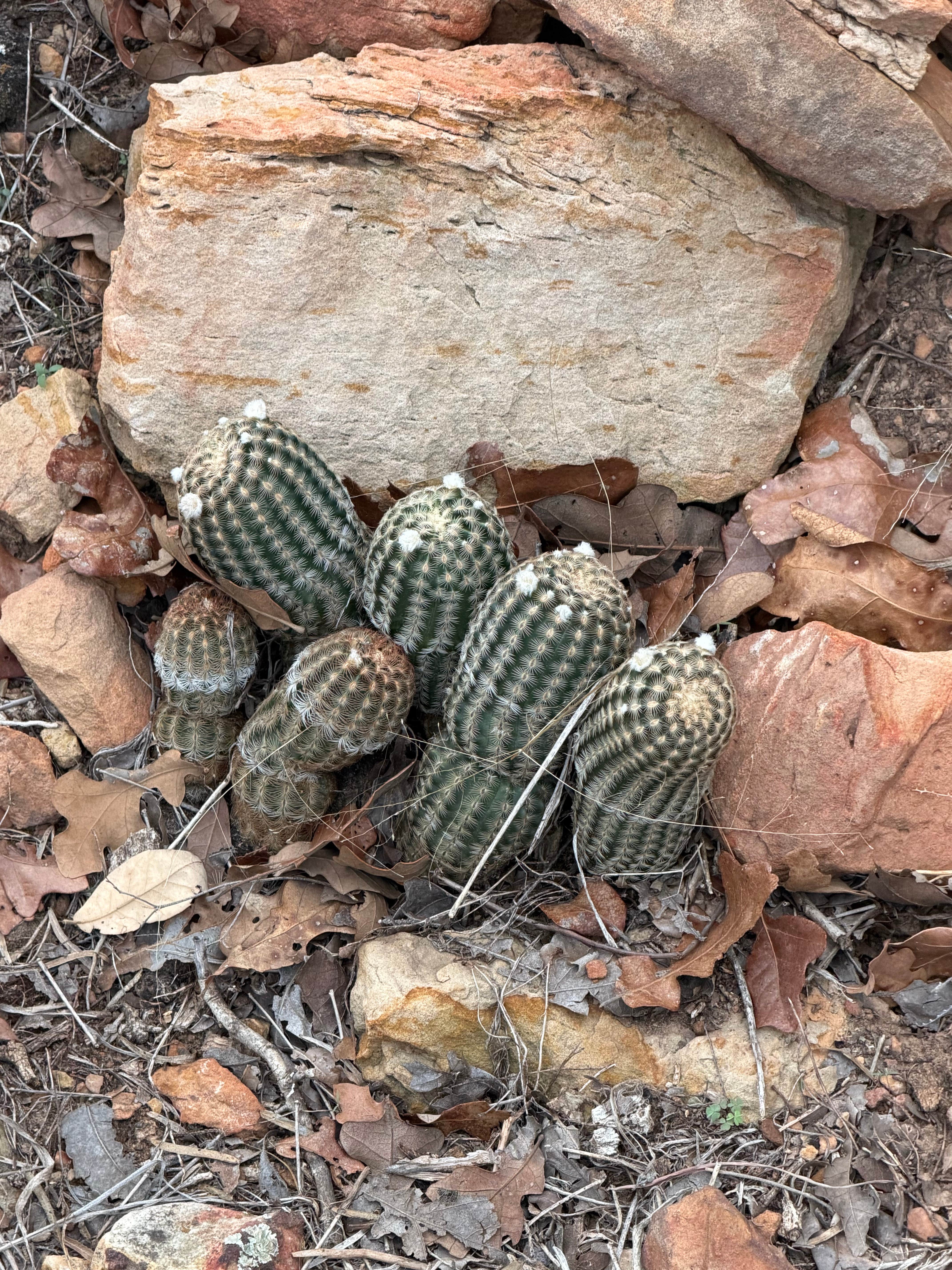 Camper-submitted photo at Palo Pinto Mountain State Park Campground near Proctor Lake